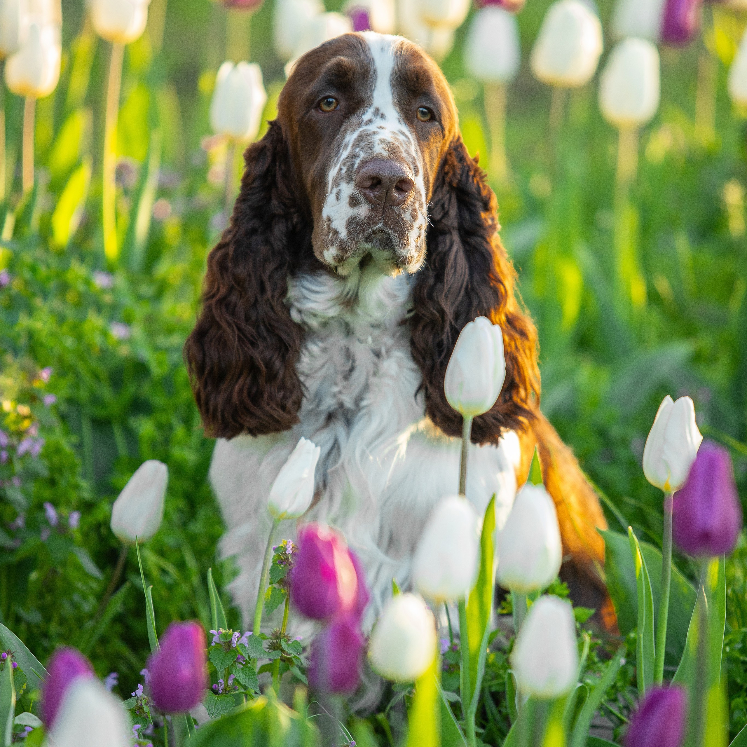 Our Male | International English Springer Spaniel Show Kennel. Website of the titled stud dog of the Springer Spaniel breed