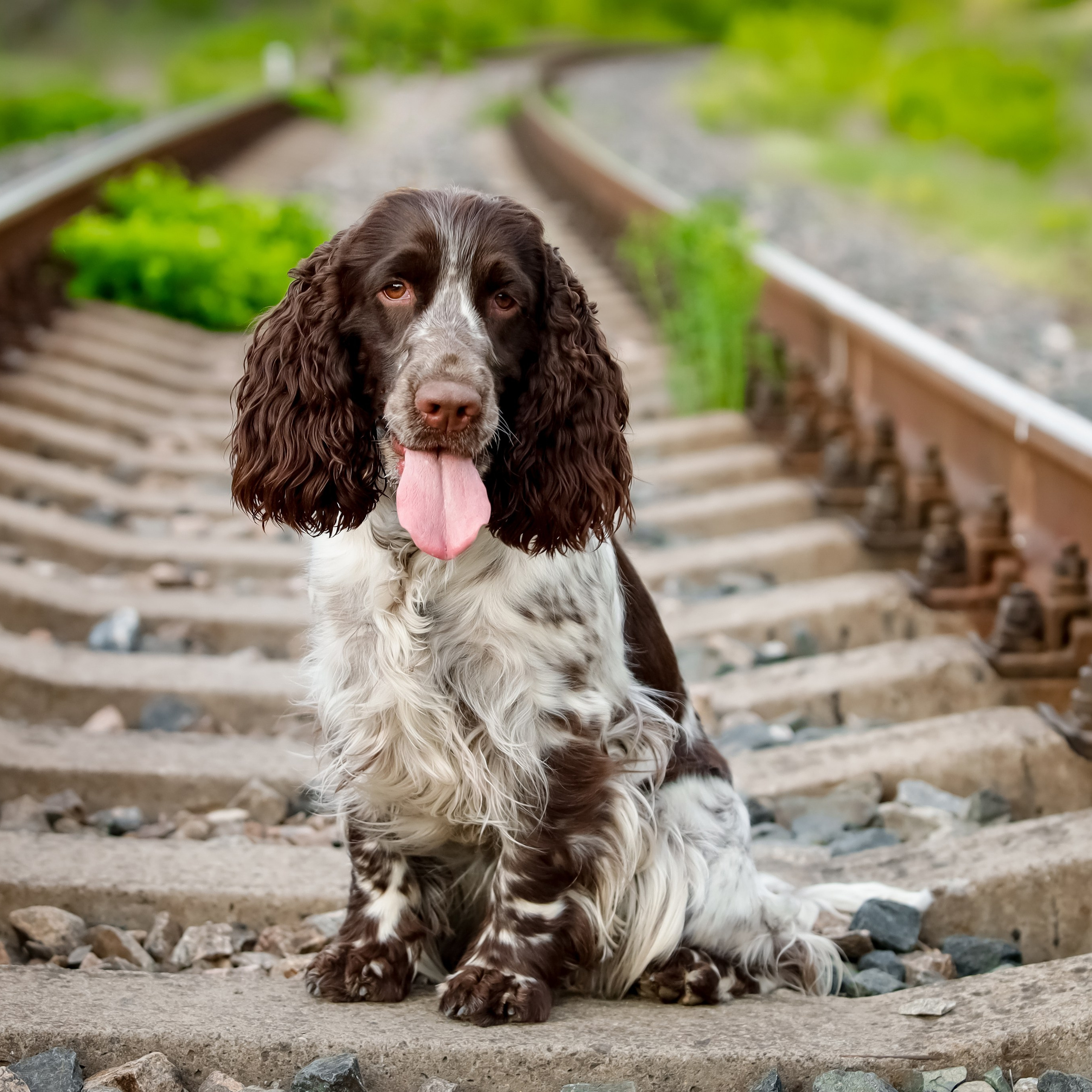 Our Female | International English Springer Spaniel Show Kennel. Website of the titled stud dog of the Springer Spaniel breed