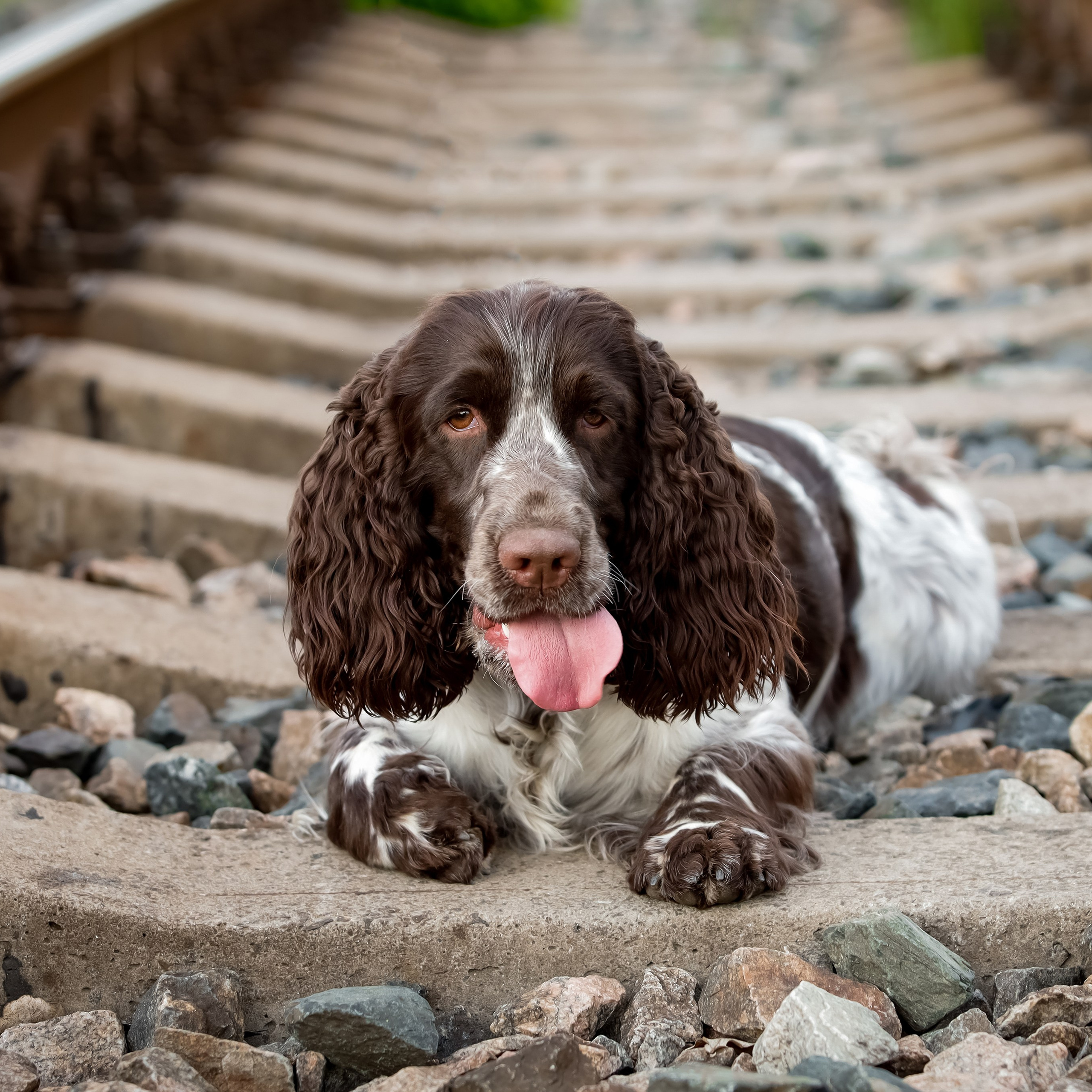 Our Female | International English Springer Spaniel Show Kennel. Website of the titled stud dog of the Springer Spaniel breed