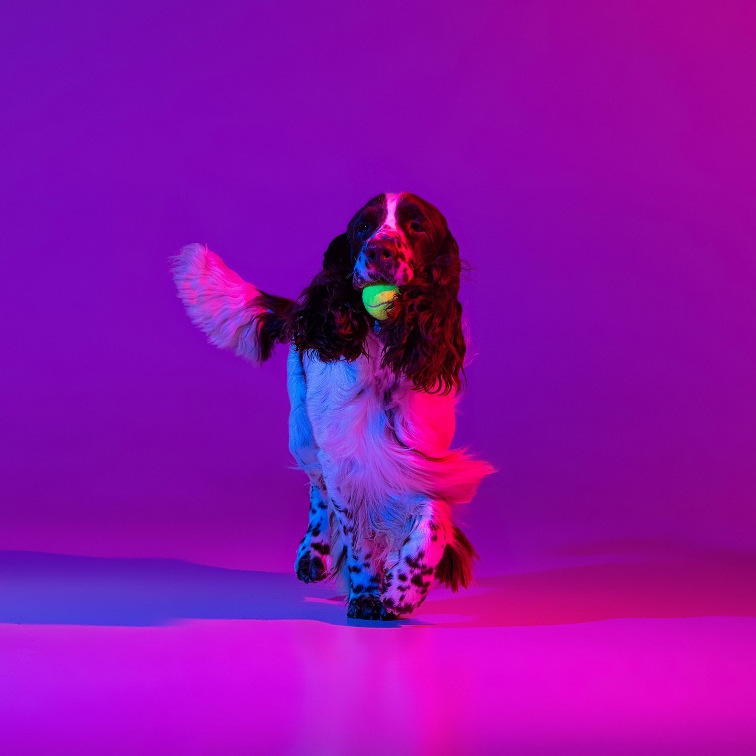 Gallery. Website of the titled stud dog of the Springer Spaniel breed