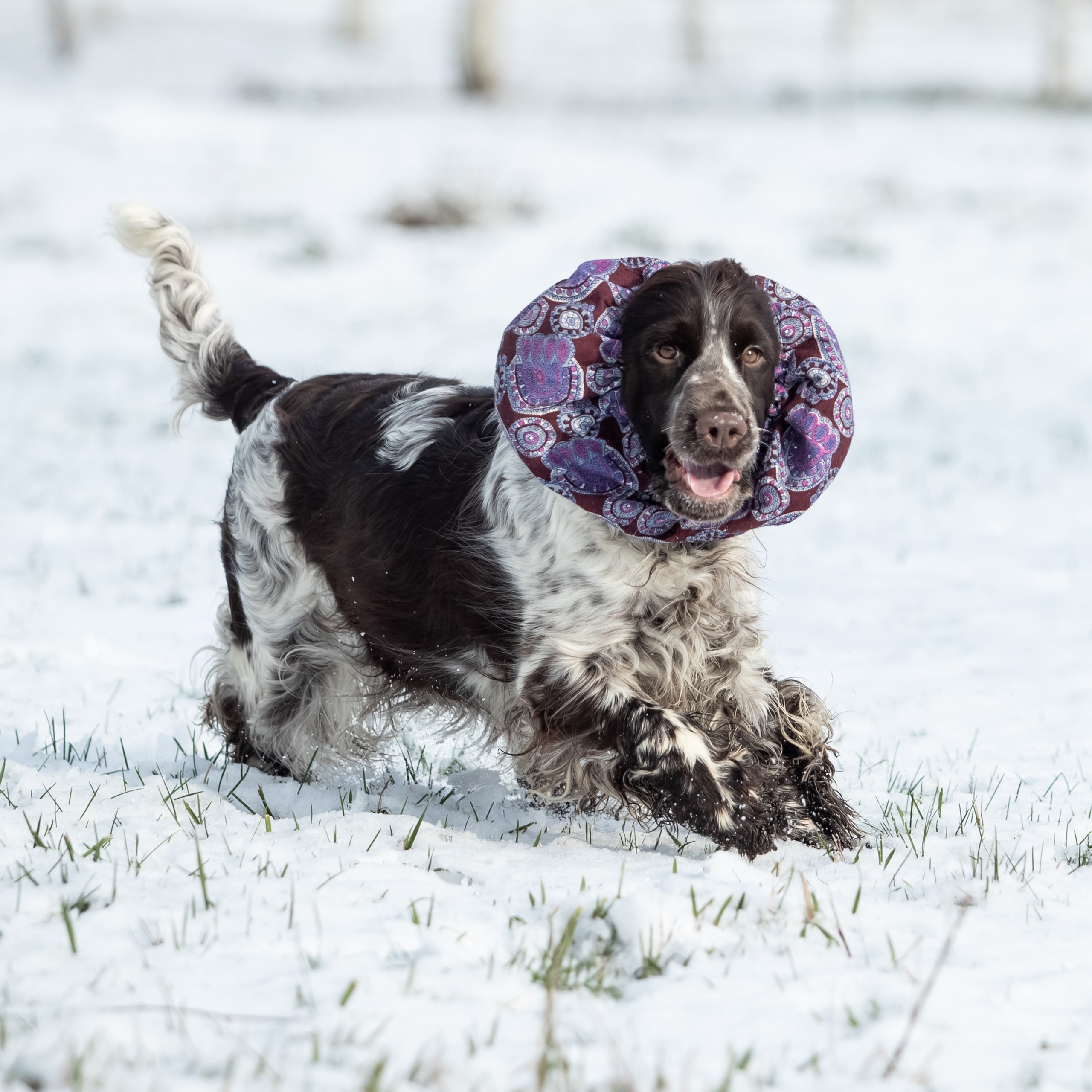 Our Female | International English Springer Spaniel Show Kennel. Website of the titled stud dog of the Springer Spaniel breed