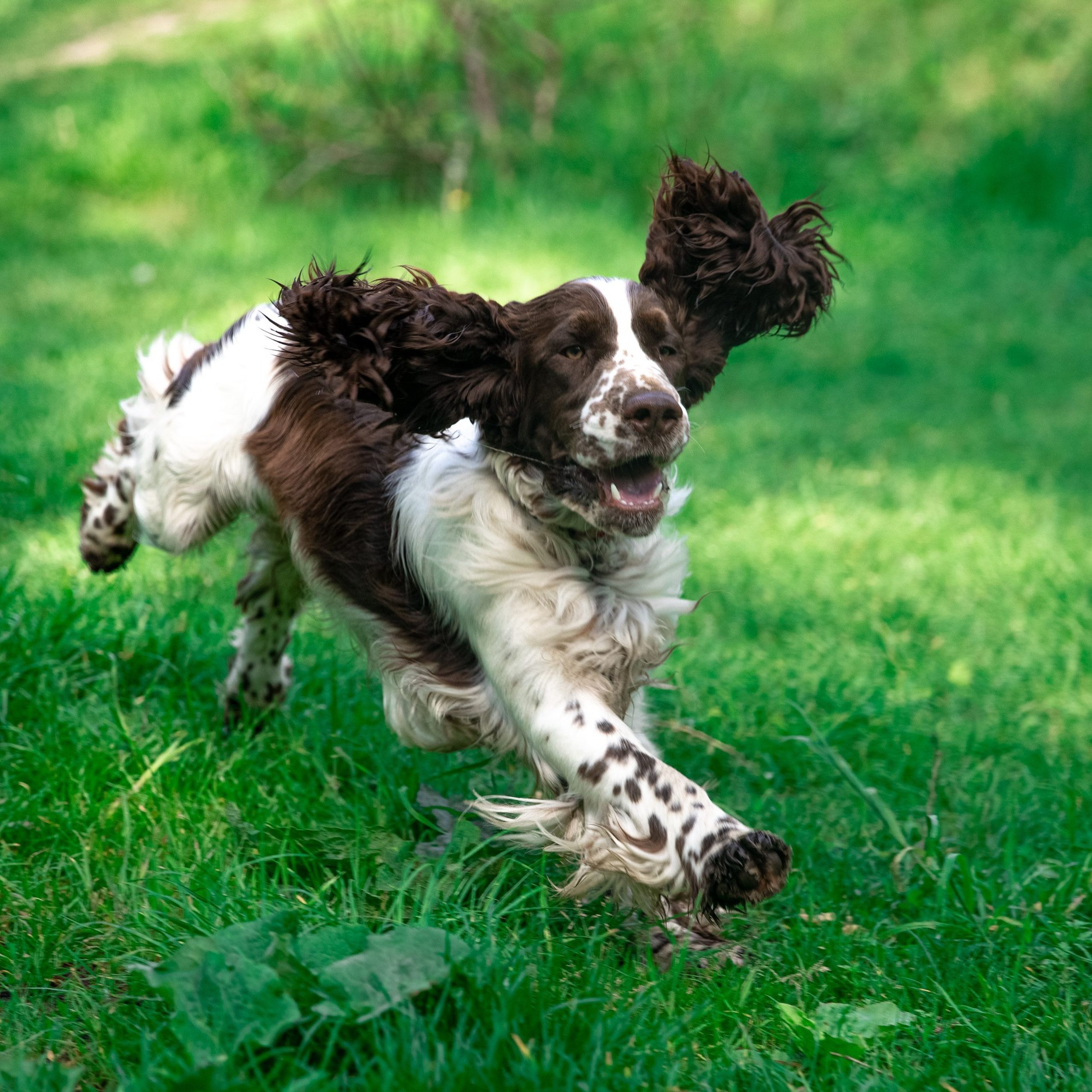 Gallery. Website of the titled stud dog of the Springer Spaniel breed