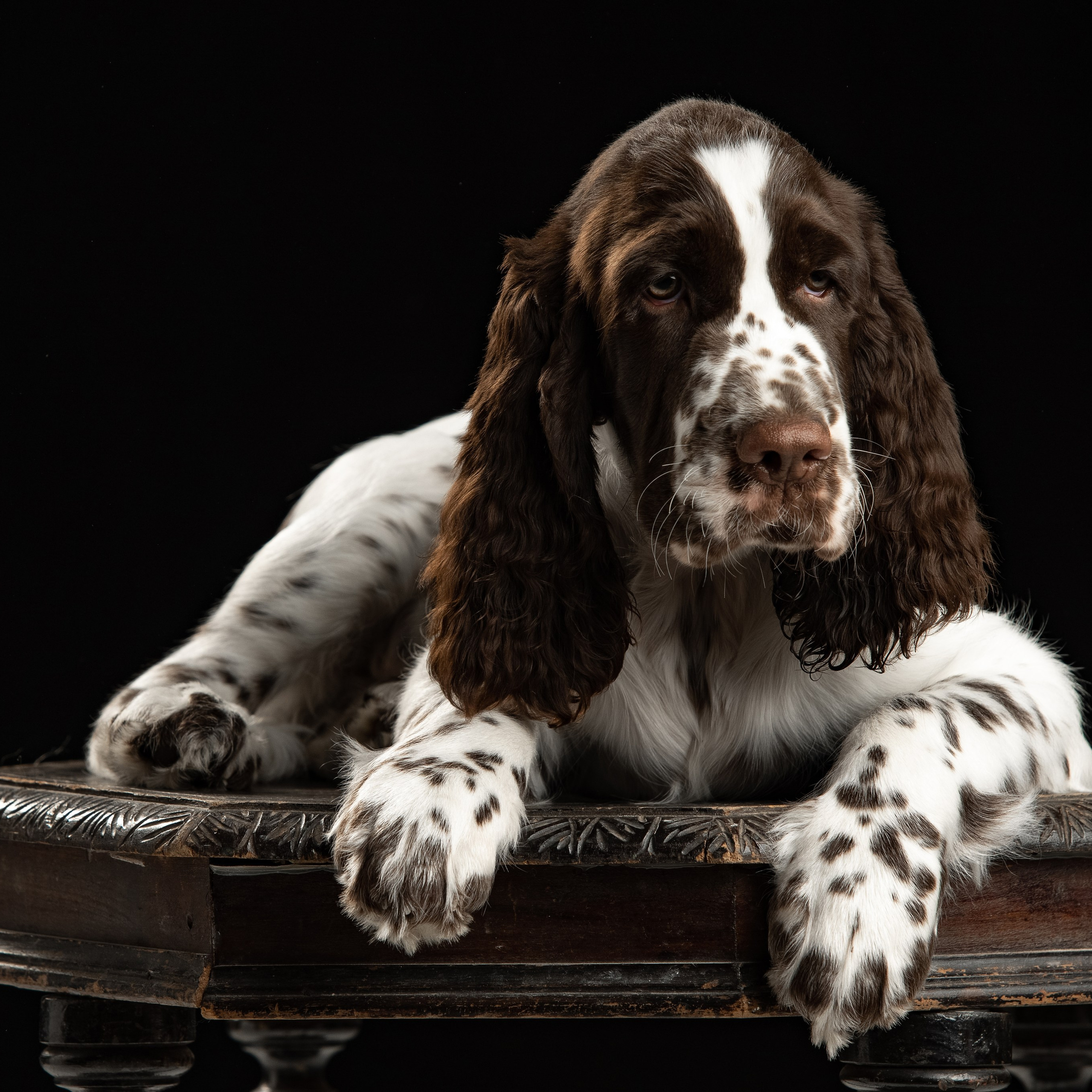 Our Male | International English Springer Spaniel Show Kennel. Website of the titled stud dog of the Springer Spaniel breed