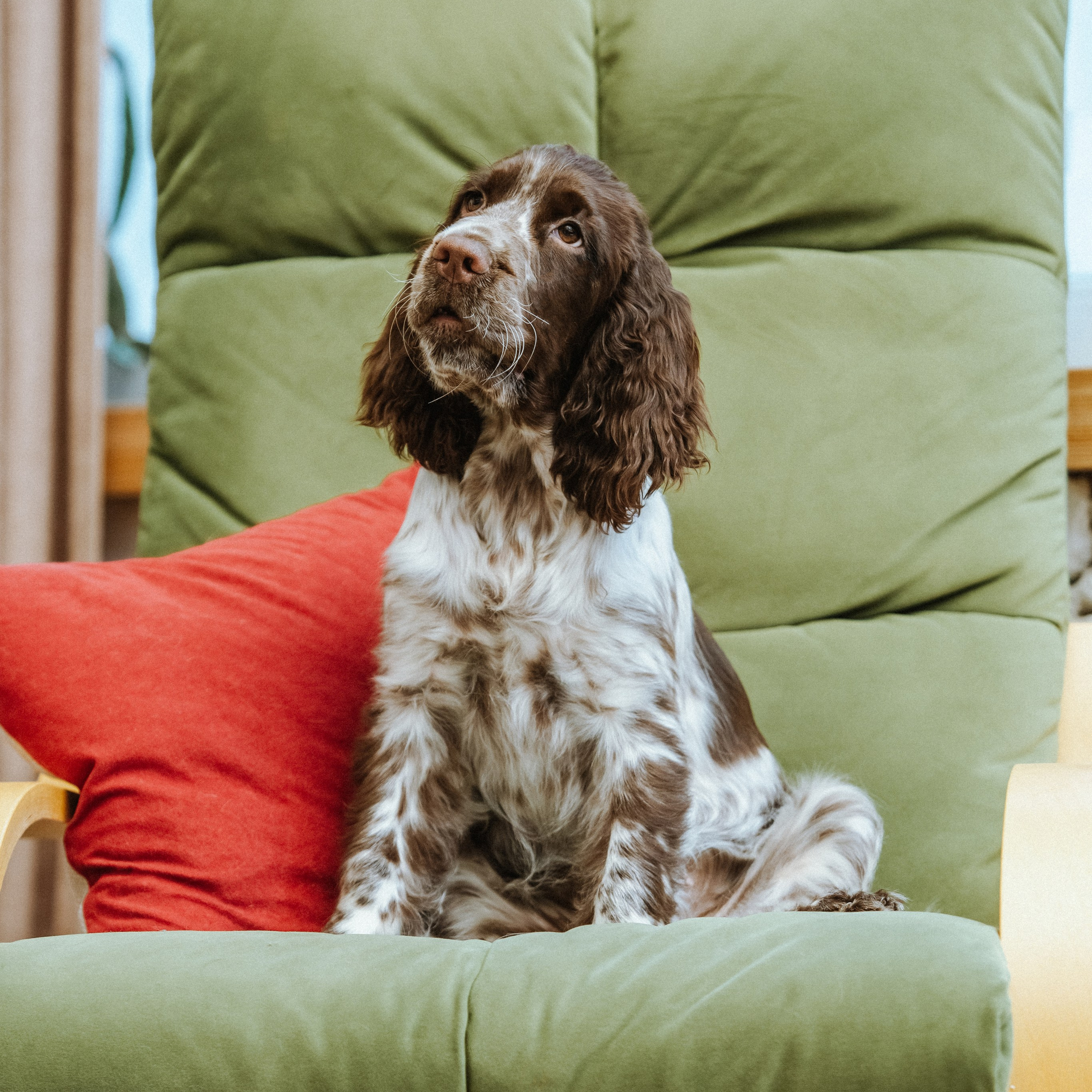 Our Female | International English Springer Spaniel Show Kennel. Website of the titled stud dog of the Springer Spaniel breed
