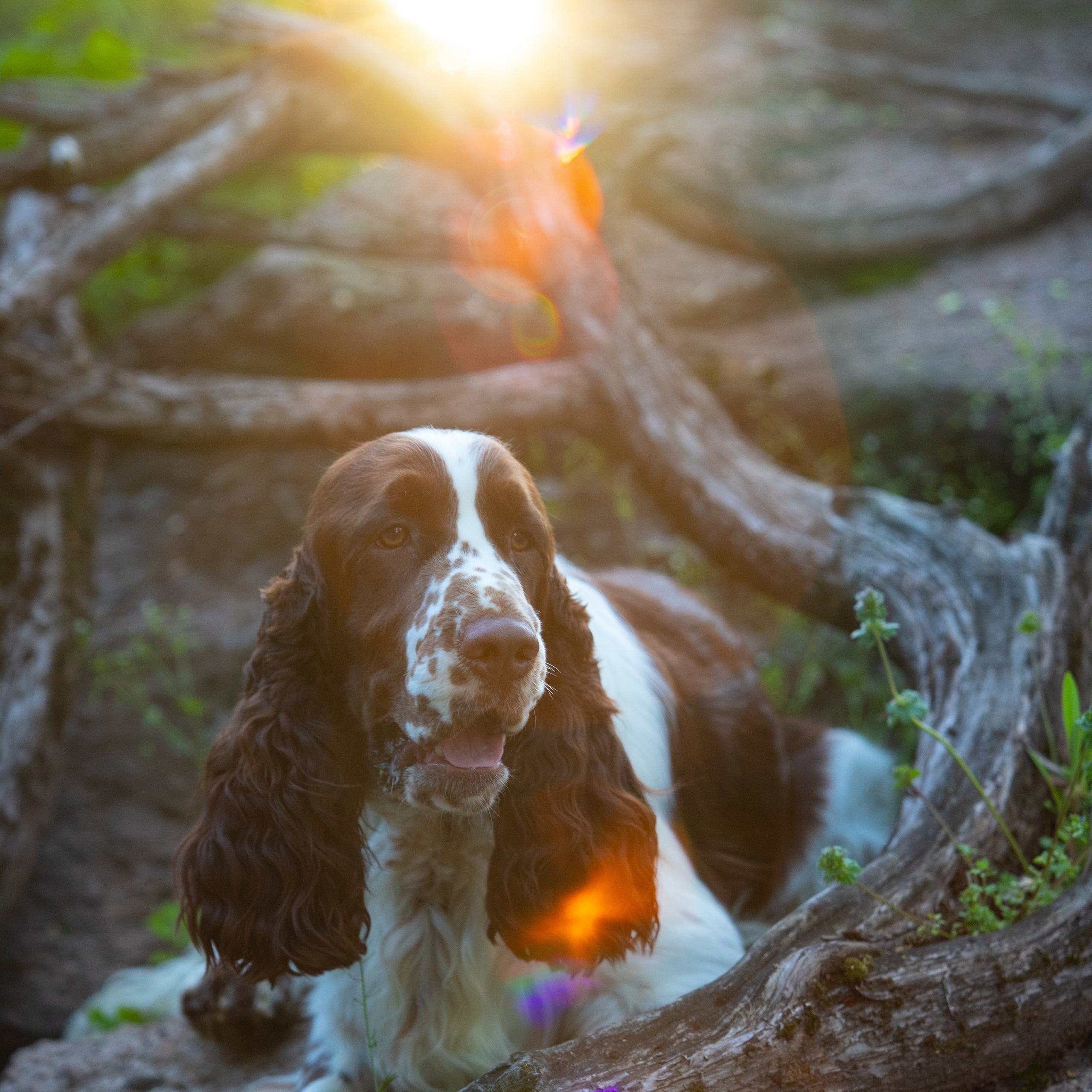 Our Male | International English Springer Spaniel Show Kennel. Website of the titled stud dog of the Springer Spaniel breed
