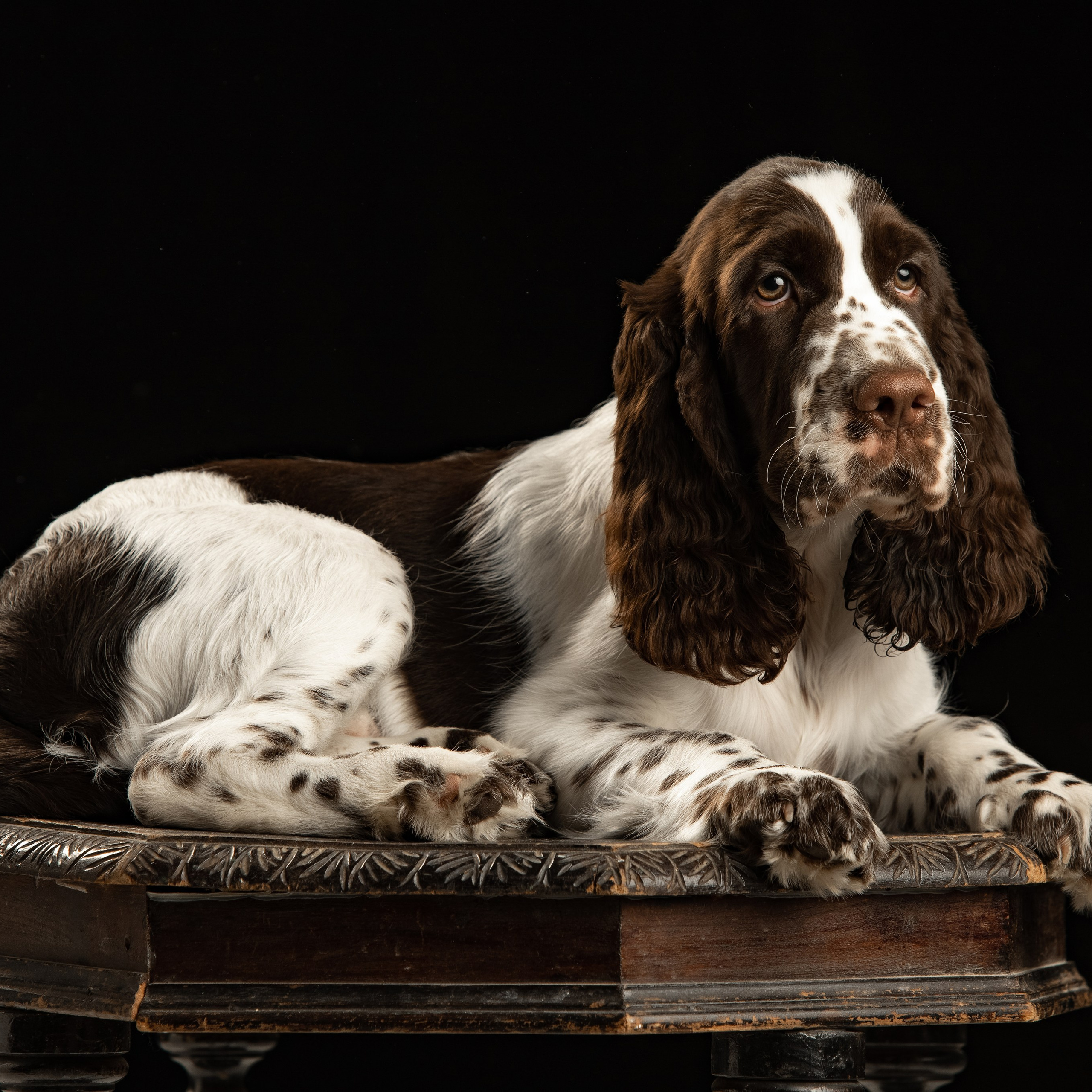 Our Male | International English Springer Spaniel Show Kennel. Website of the titled stud dog of the Springer Spaniel breed