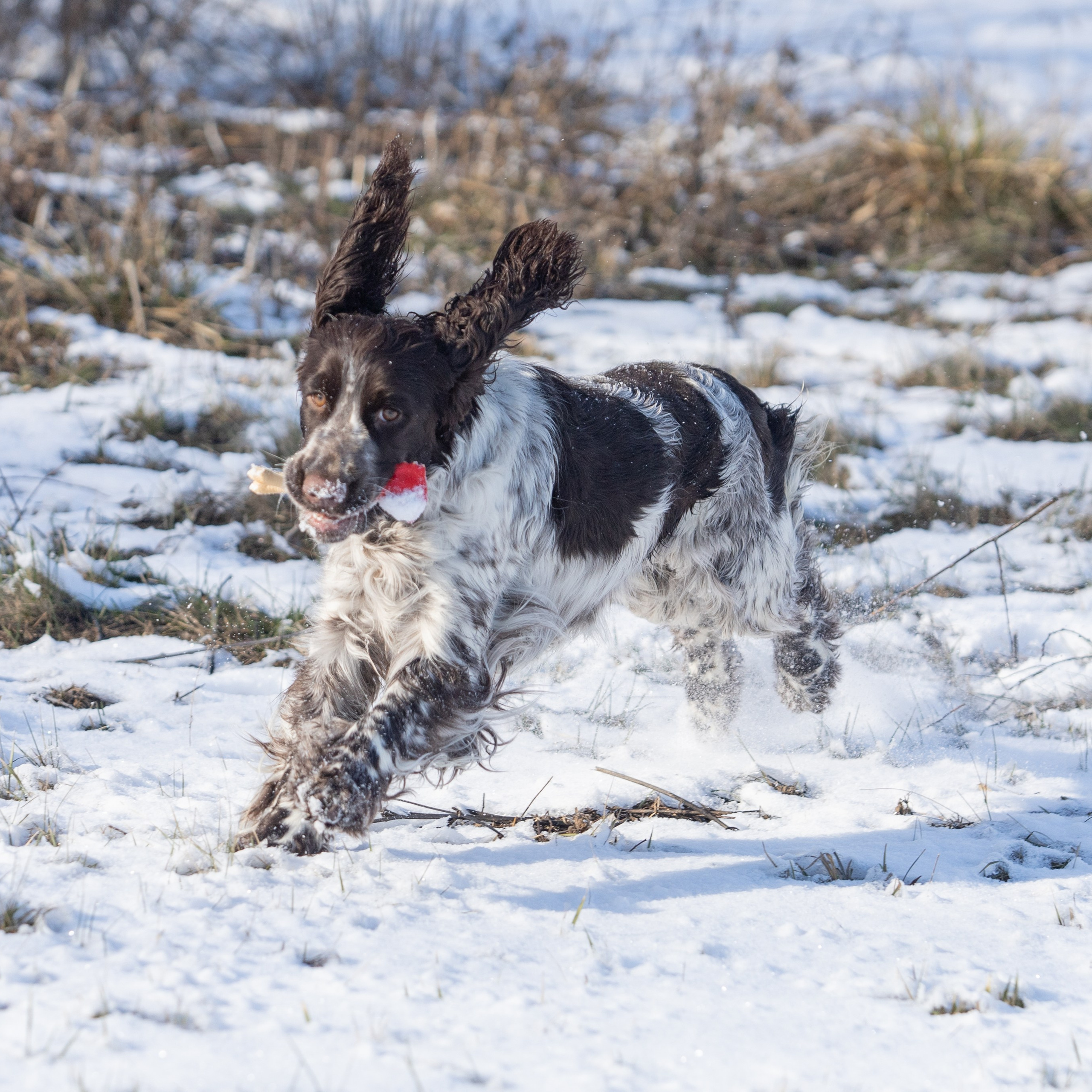Our Female | International English Springer Spaniel Show Kennel. Website of the titled stud dog of the Springer Spaniel breed