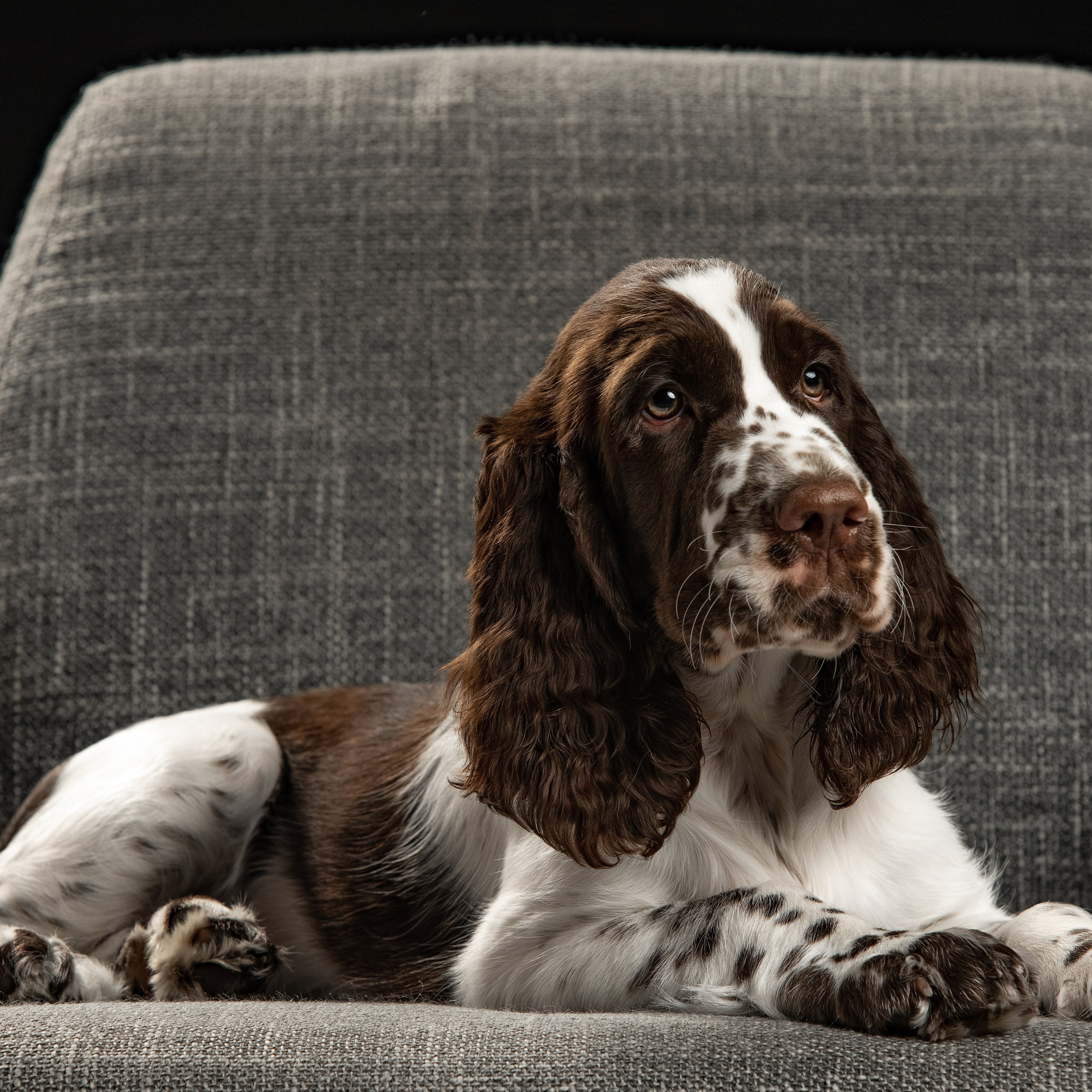 Our Male | International English Springer Spaniel Show Kennel. Website of the titled stud dog of the Springer Spaniel breed