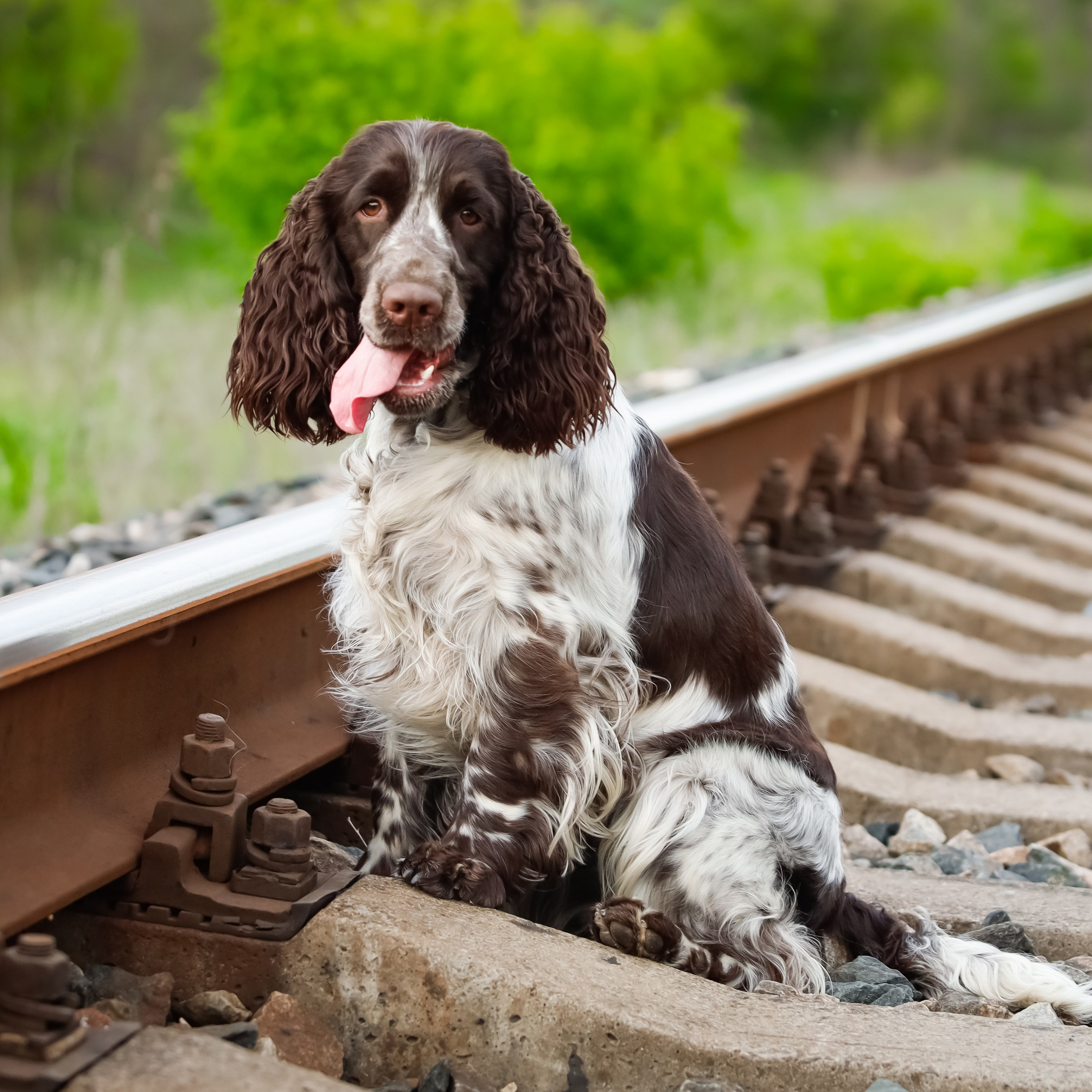 Our Female | International English Springer Spaniel Show Kennel. Website of the titled stud dog of the Springer Spaniel breed
