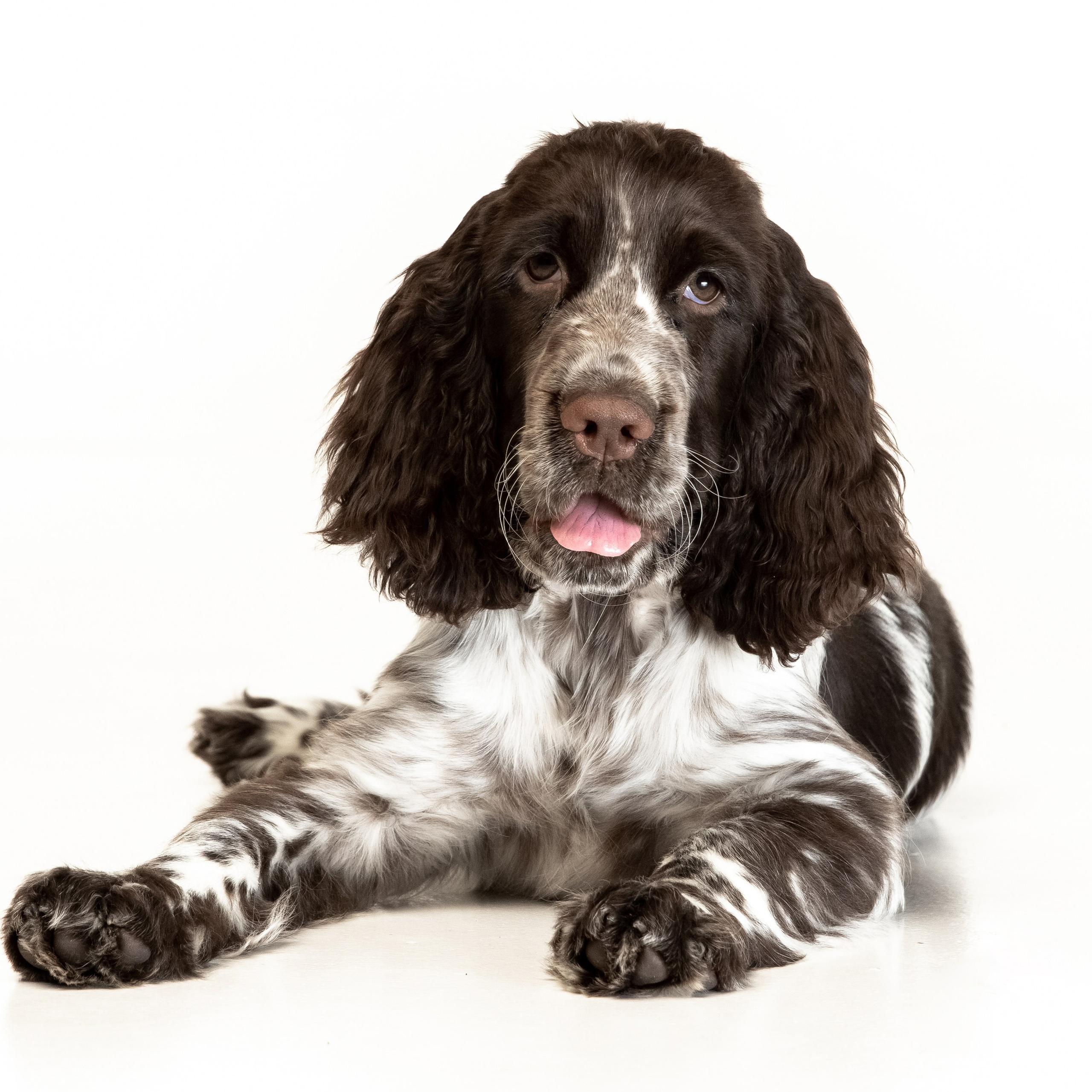 Our Female | International English Springer Spaniel Show Kennel. Website of the titled stud dog of the Springer Spaniel breed