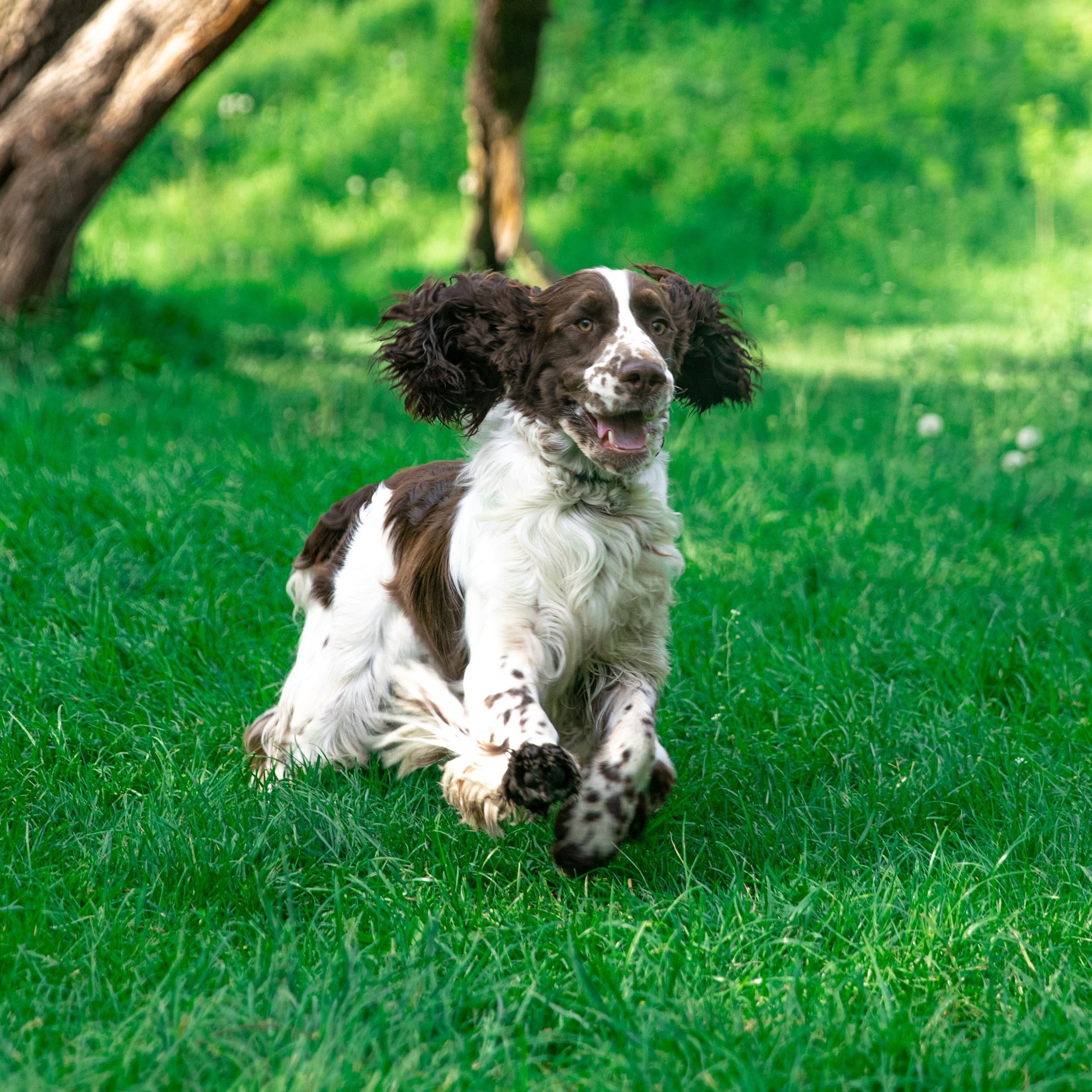 Our Male | International English Springer Spaniel Show Kennel. Website of the titled stud dog of the Springer Spaniel breed