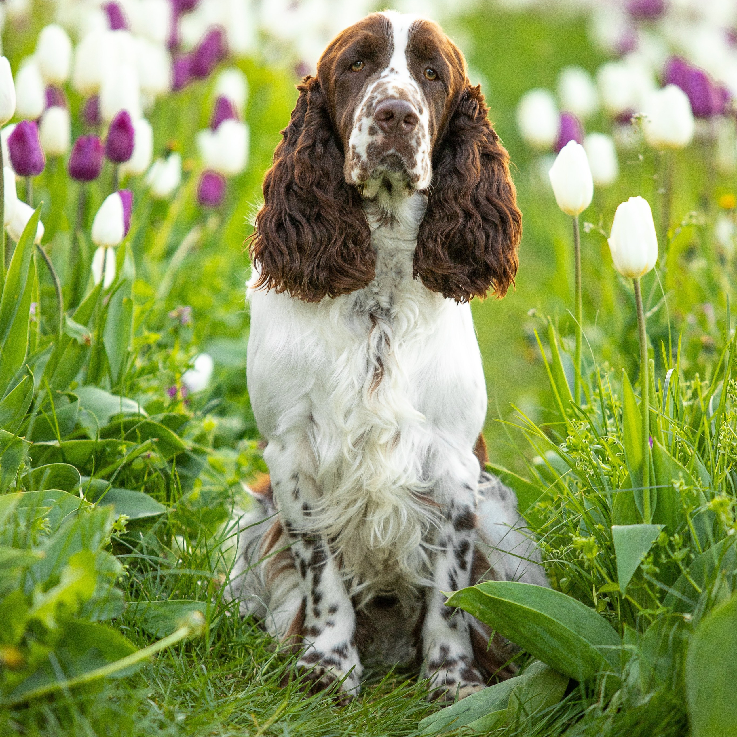 Gallery. Website of the titled stud dog of the Springer Spaniel breed