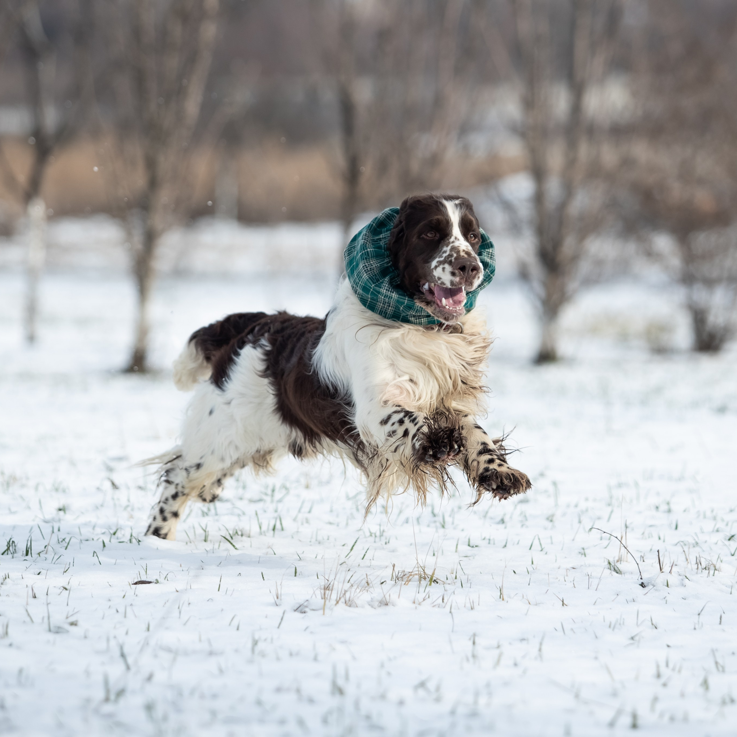 English Springer Spaniel male show movement