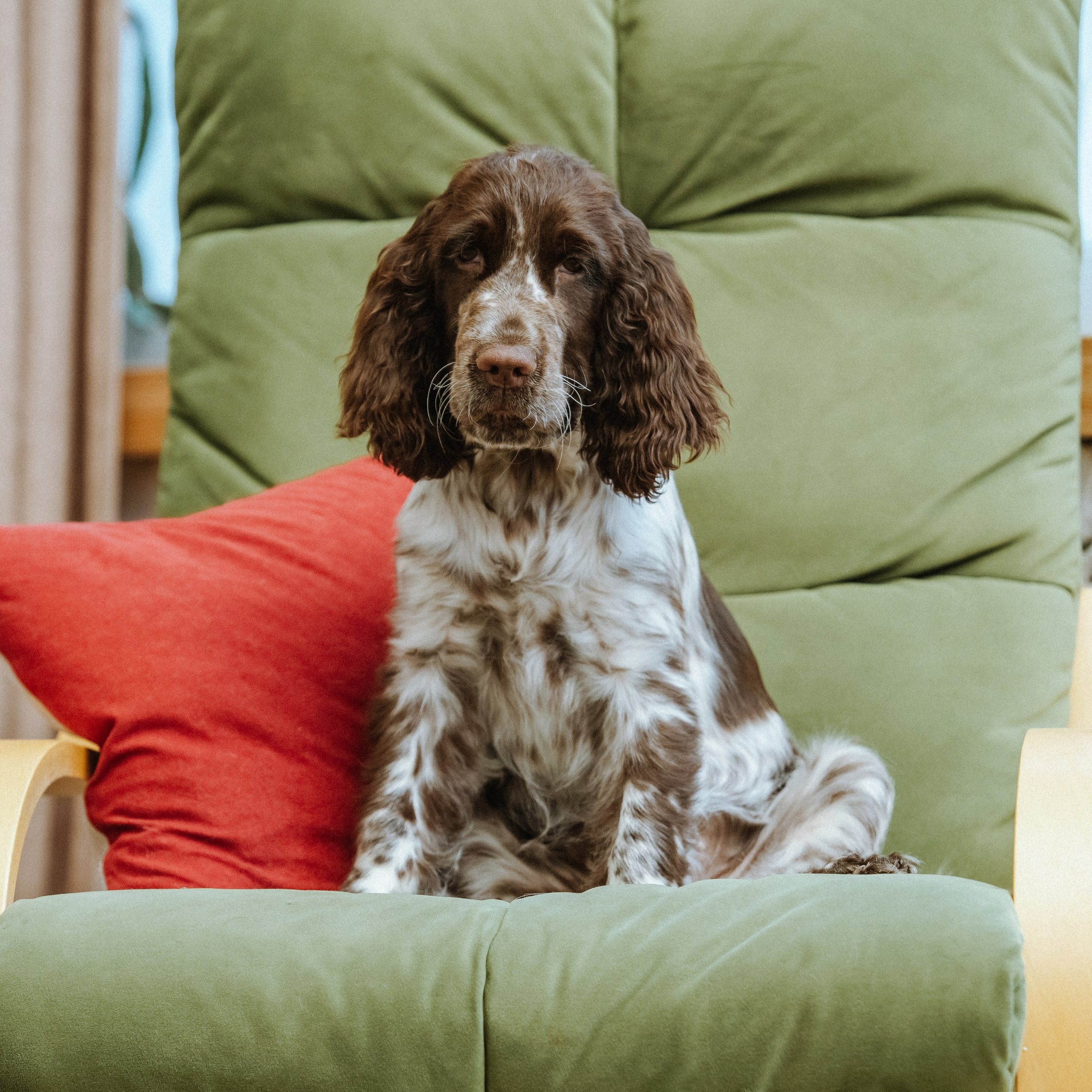 Our Female | International English Springer Spaniel Show Kennel. Website of the titled stud dog of the Springer Spaniel breed