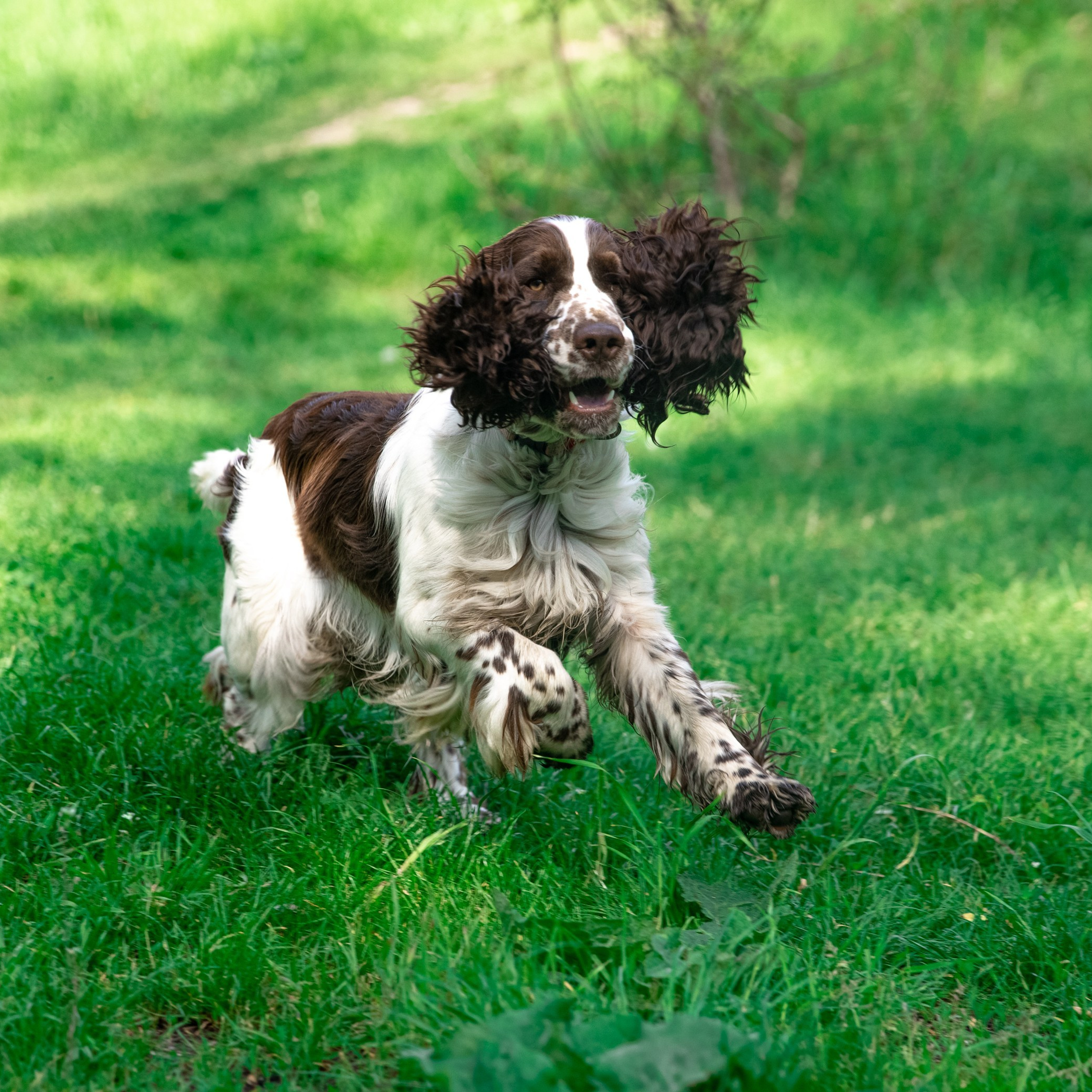 Our Male | International English Springer Spaniel Show Kennel. Website of the titled stud dog of the Springer Spaniel breed