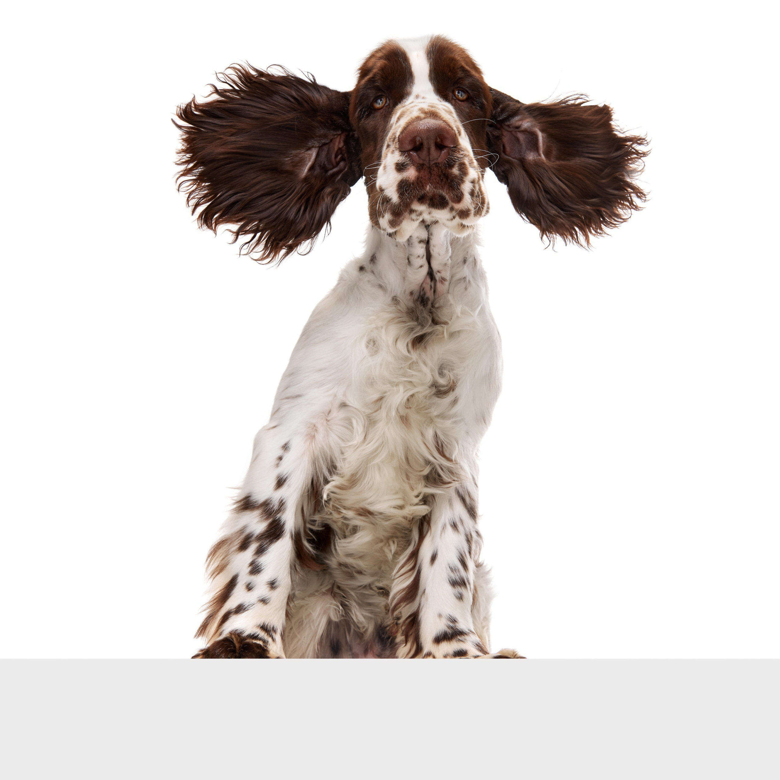 Our Male | International English Springer Spaniel Show Kennel. Website of the titled stud dog of the Springer Spaniel breed