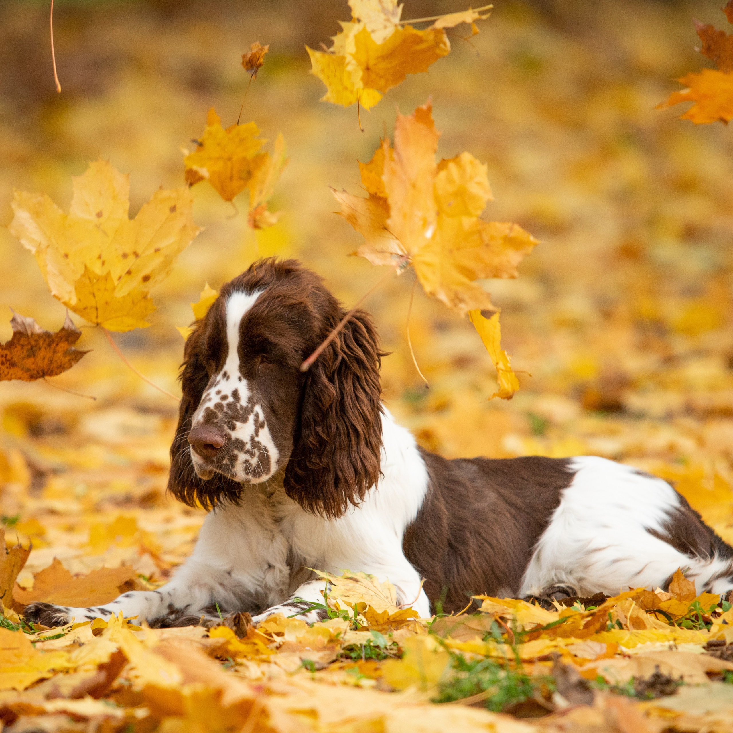 Our Male | International English Springer Spaniel Show Kennel. Website of the titled stud dog of the Springer Spaniel breed