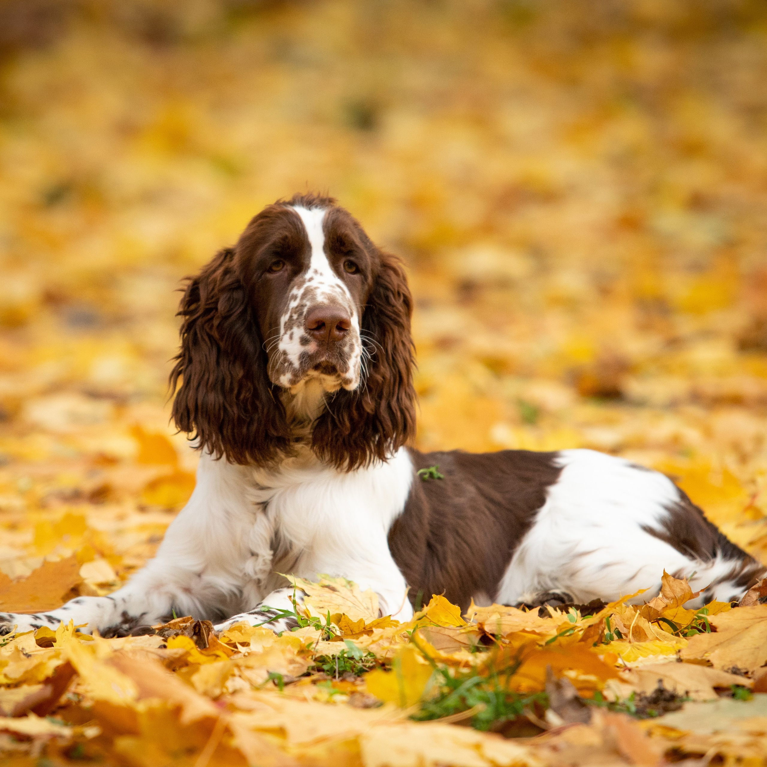 Gallery. Website of the titled stud dog of the Springer Spaniel breed