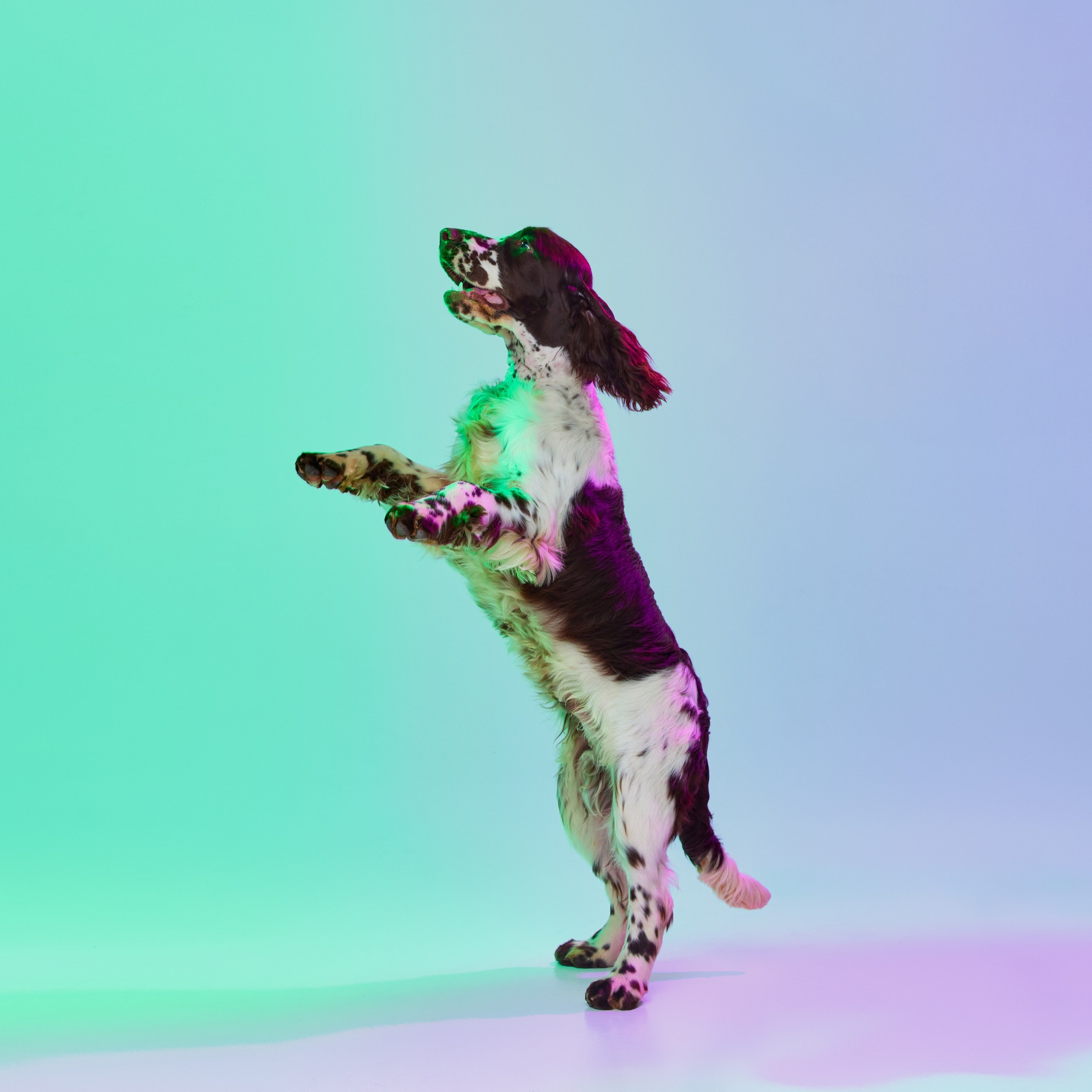 Our Male | International English Springer Spaniel Show Kennel. Website of the titled stud dog of the Springer Spaniel breed