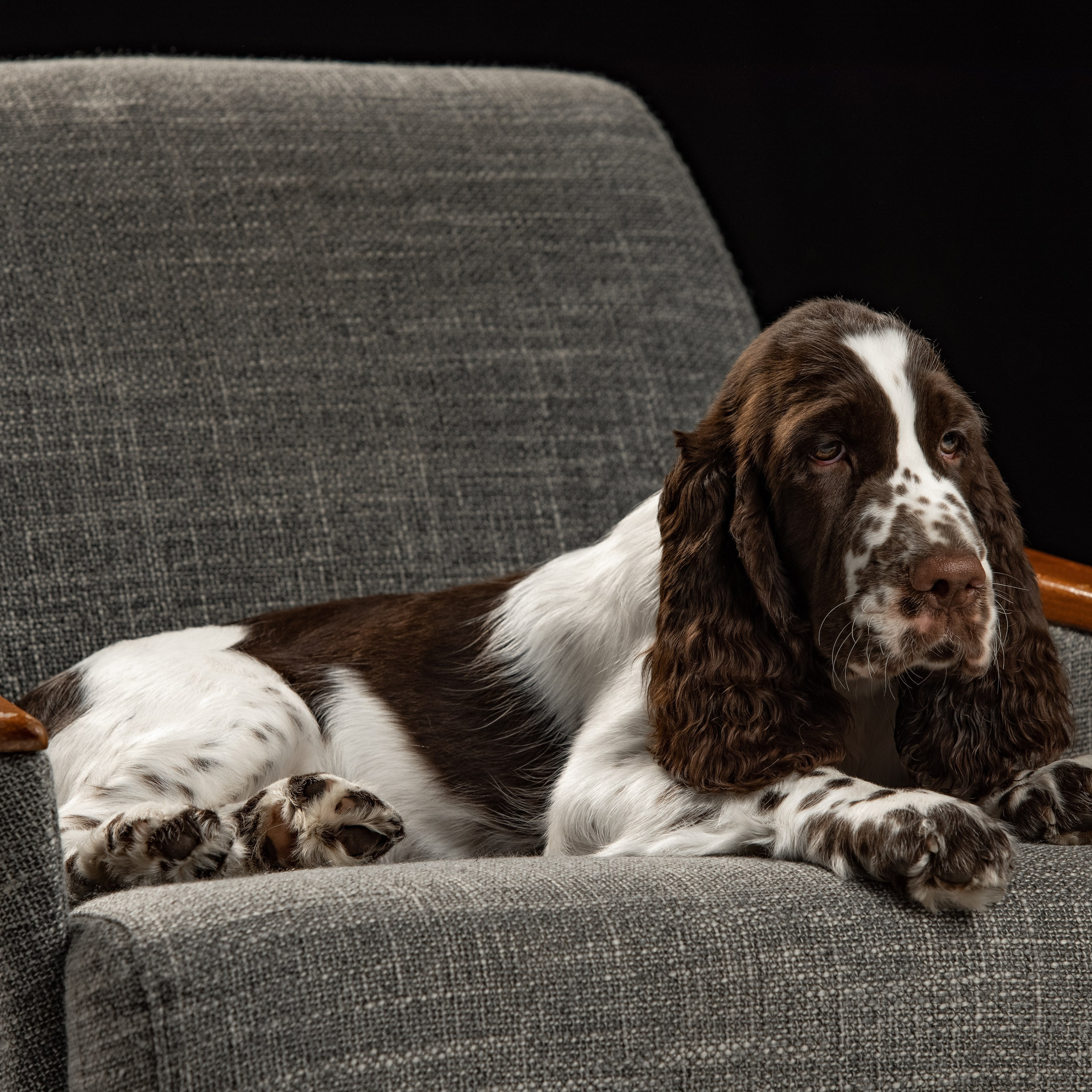 Gallery. Website of the titled stud dog of the Springer Spaniel breed