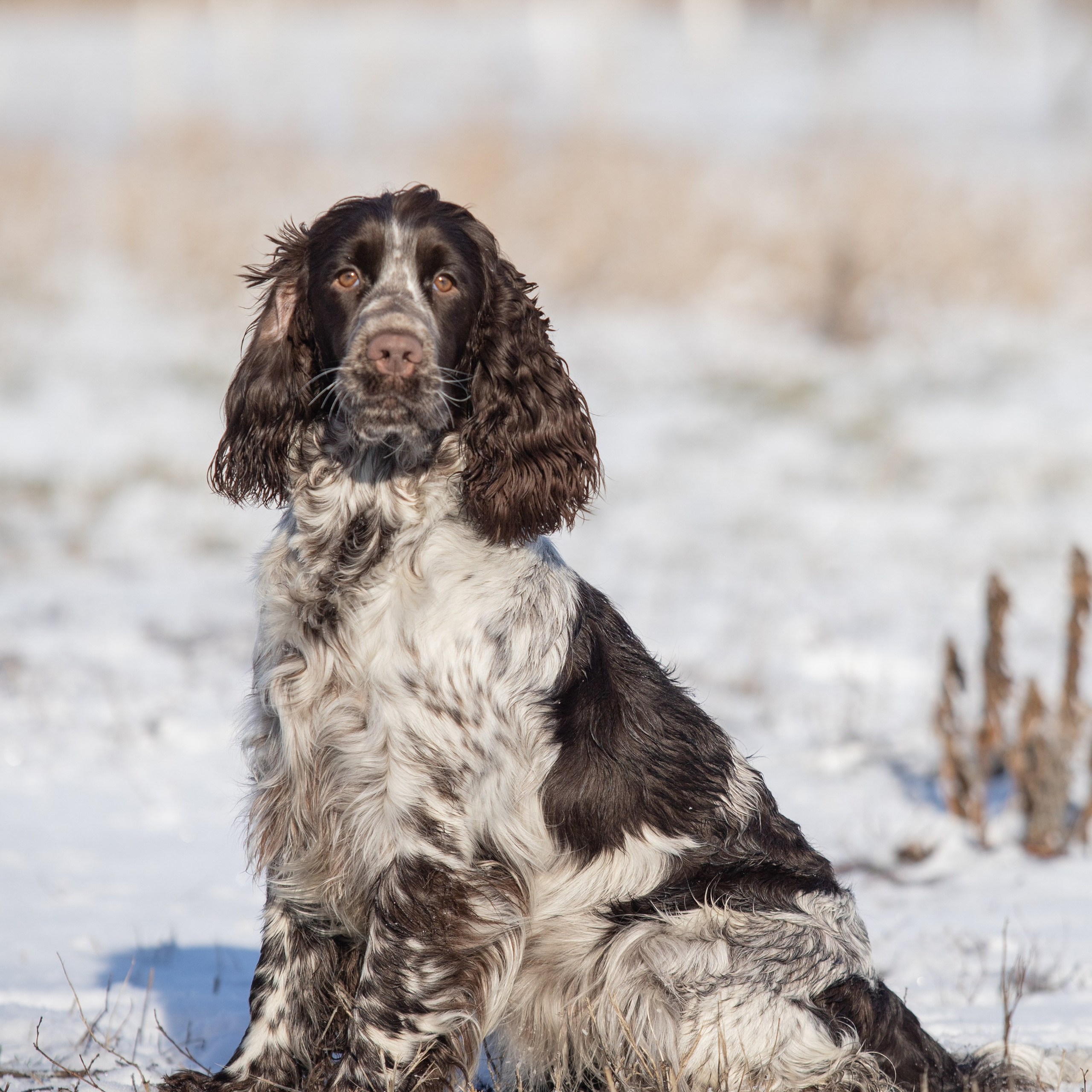 Our Female | International English Springer Spaniel Show Kennel. Website of the titled stud dog of the Springer Spaniel breed
