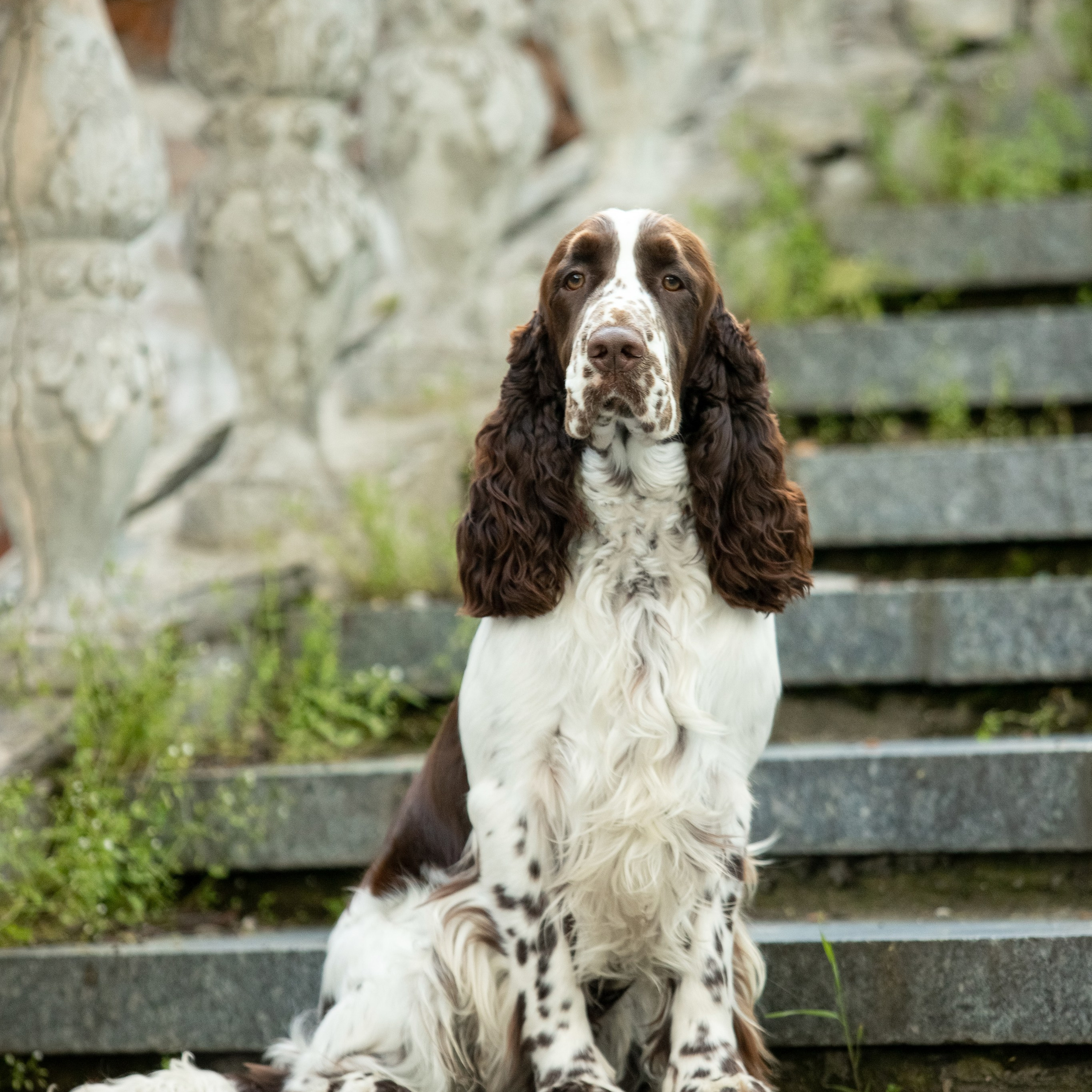 Gallery. Website of the titled stud dog of the Springer Spaniel breed
