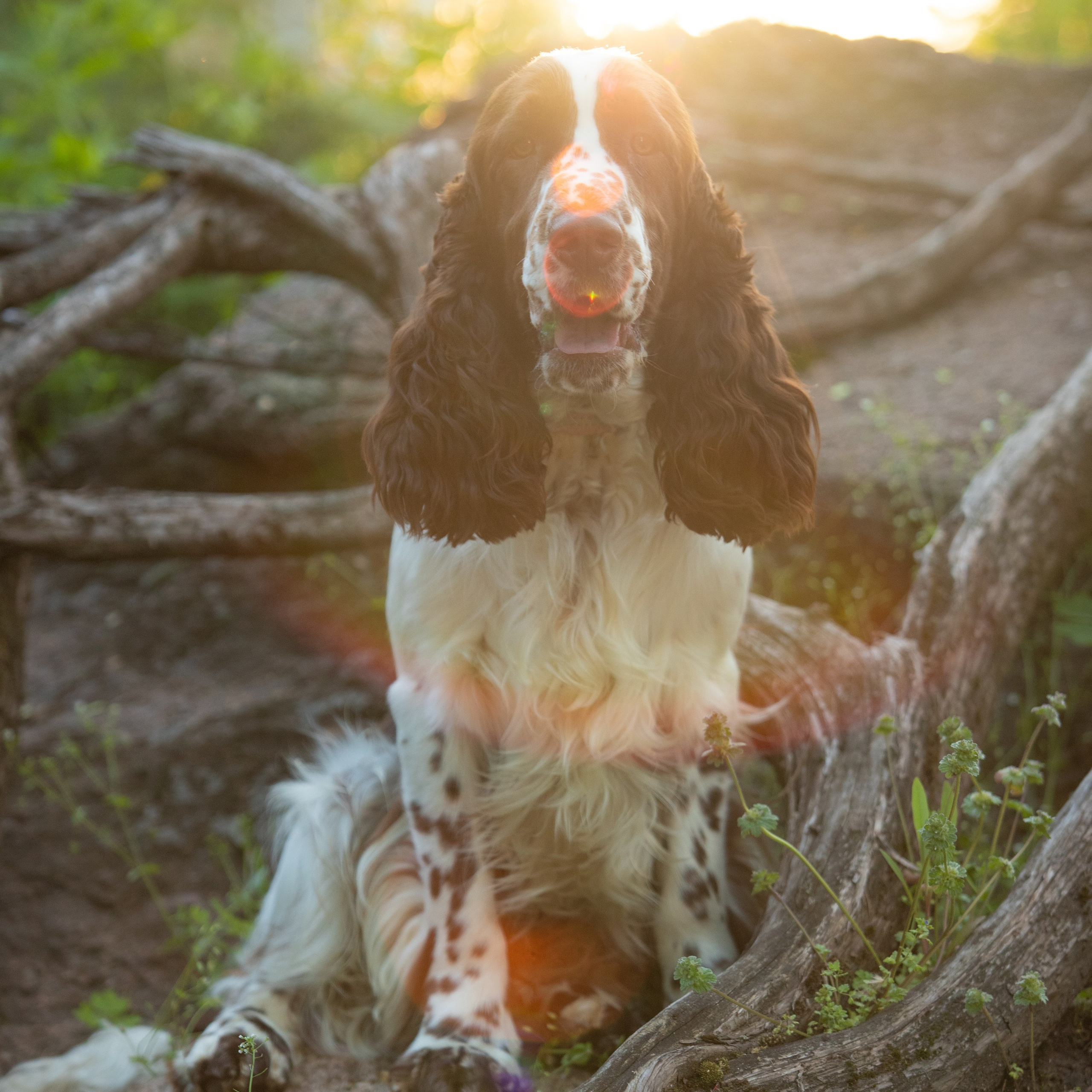 Our Male | International English Springer Spaniel Show Kennel. Website of the titled stud dog of the Springer Spaniel breed