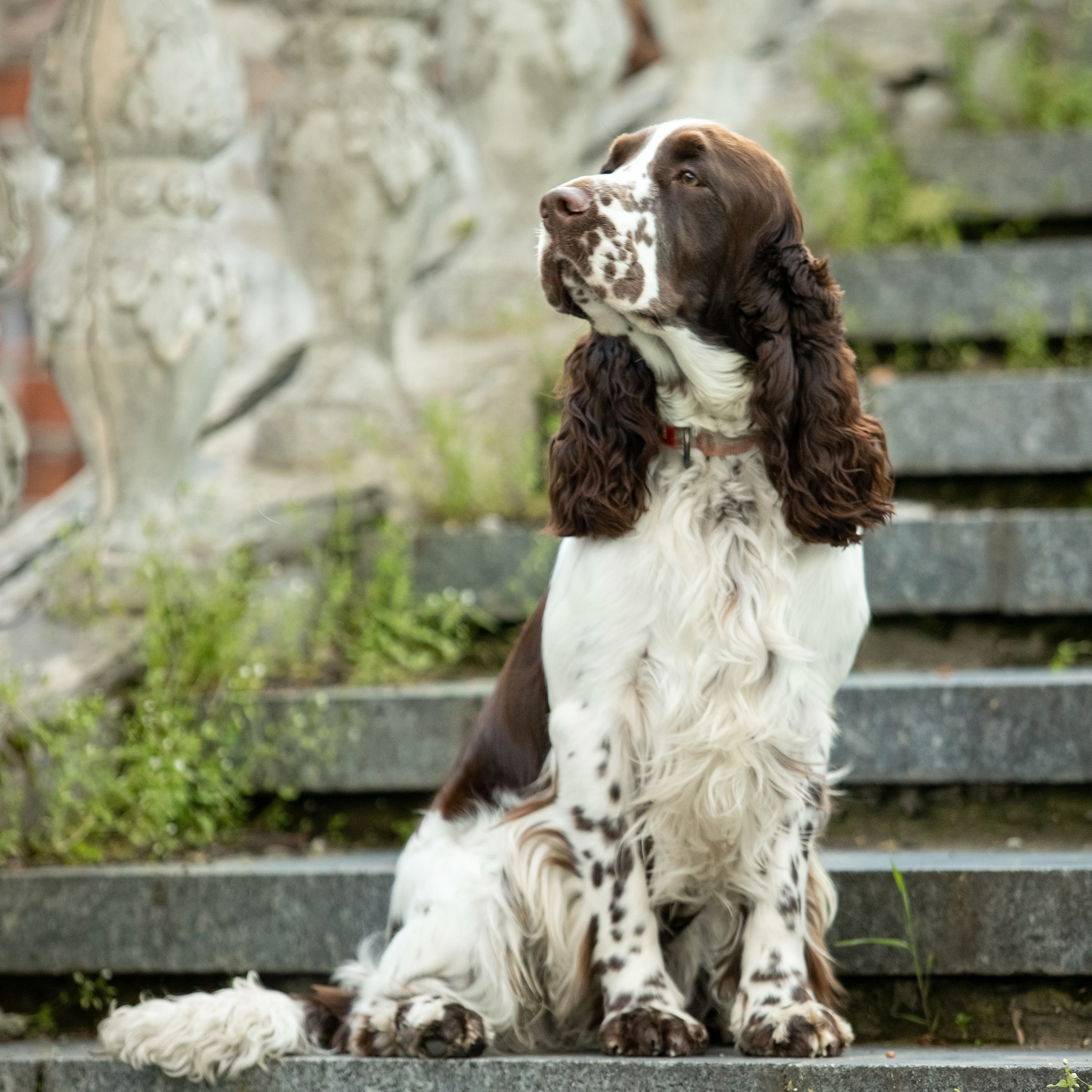Our Male | International English Springer Spaniel Show Kennel. Website of the titled stud dog of the Springer Spaniel breed