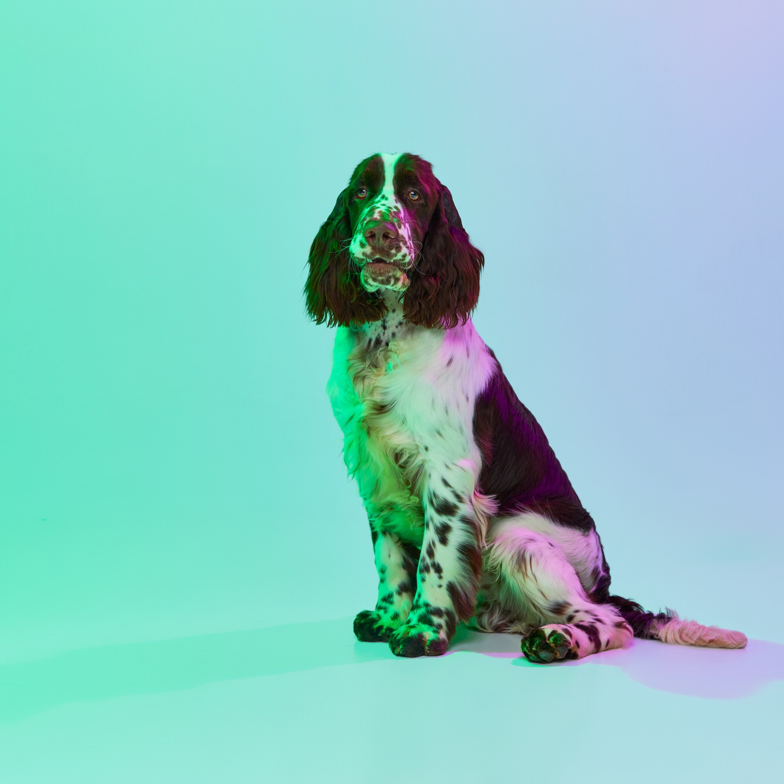 Our Male | International English Springer Spaniel Show Kennel. Website of the titled stud dog of the Springer Spaniel breed