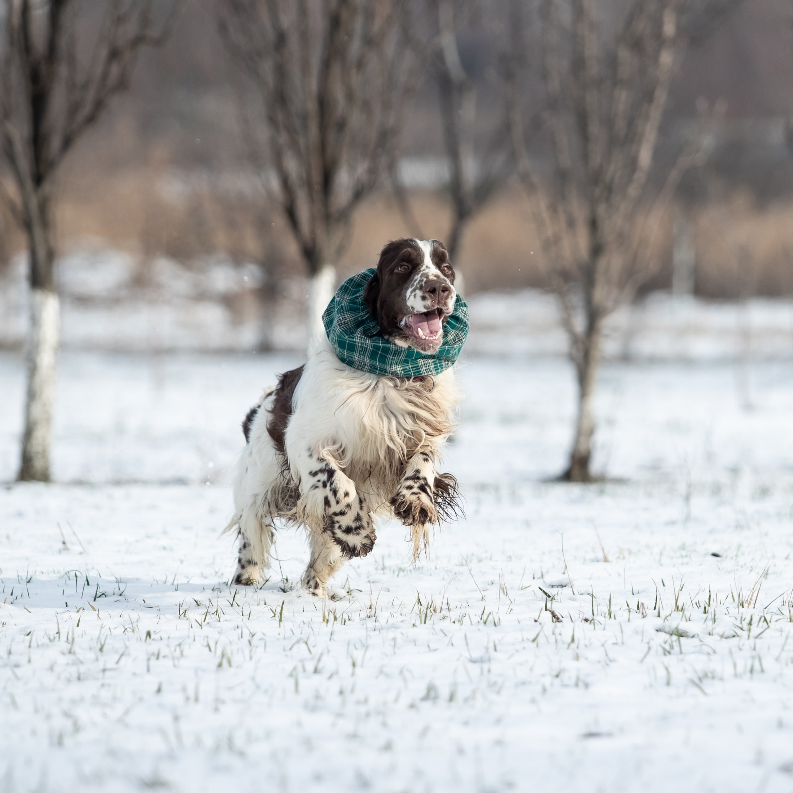 English Springer Spaniel male show movement