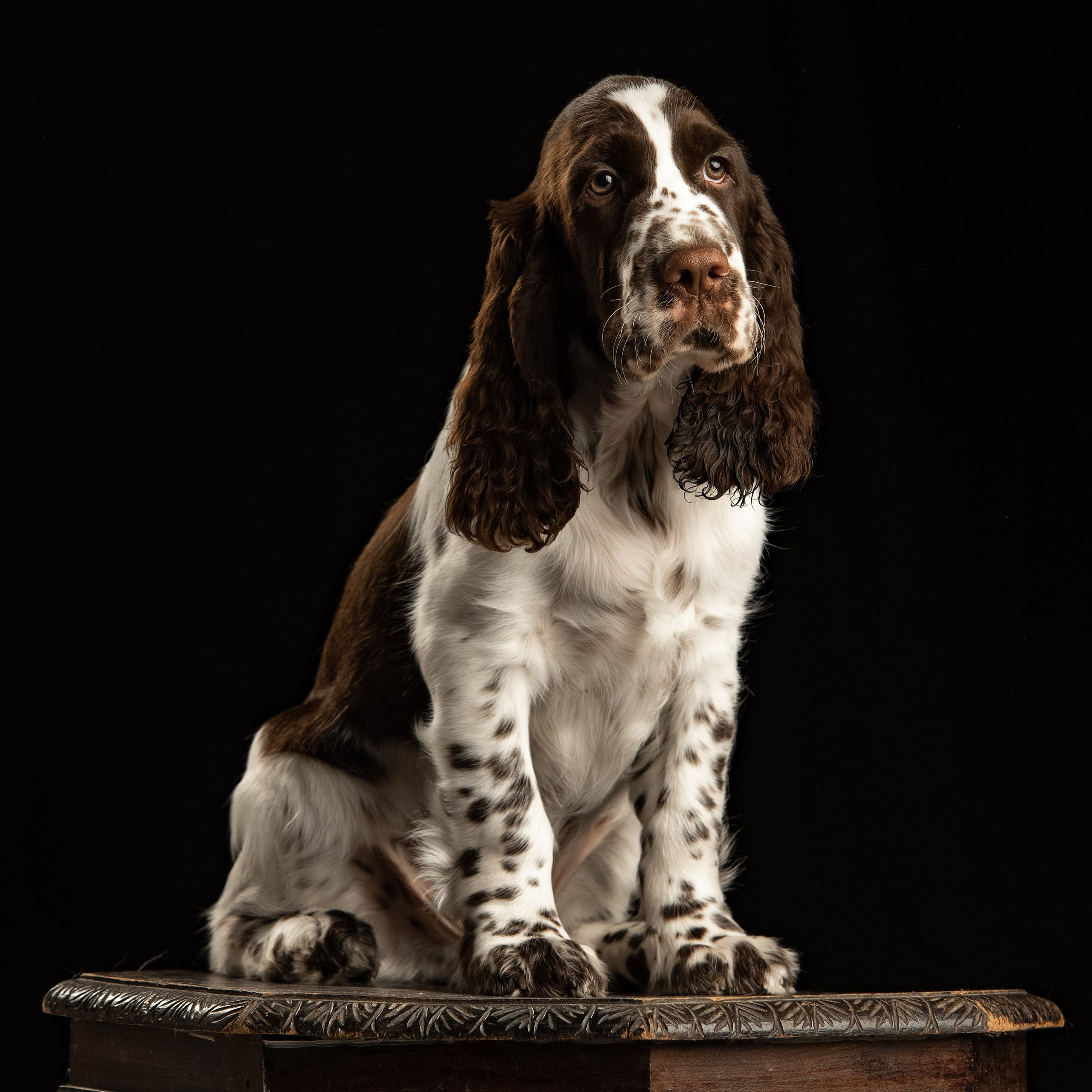 Our Male | International English Springer Spaniel Show Kennel. Website of the titled stud dog of the Springer Spaniel breed