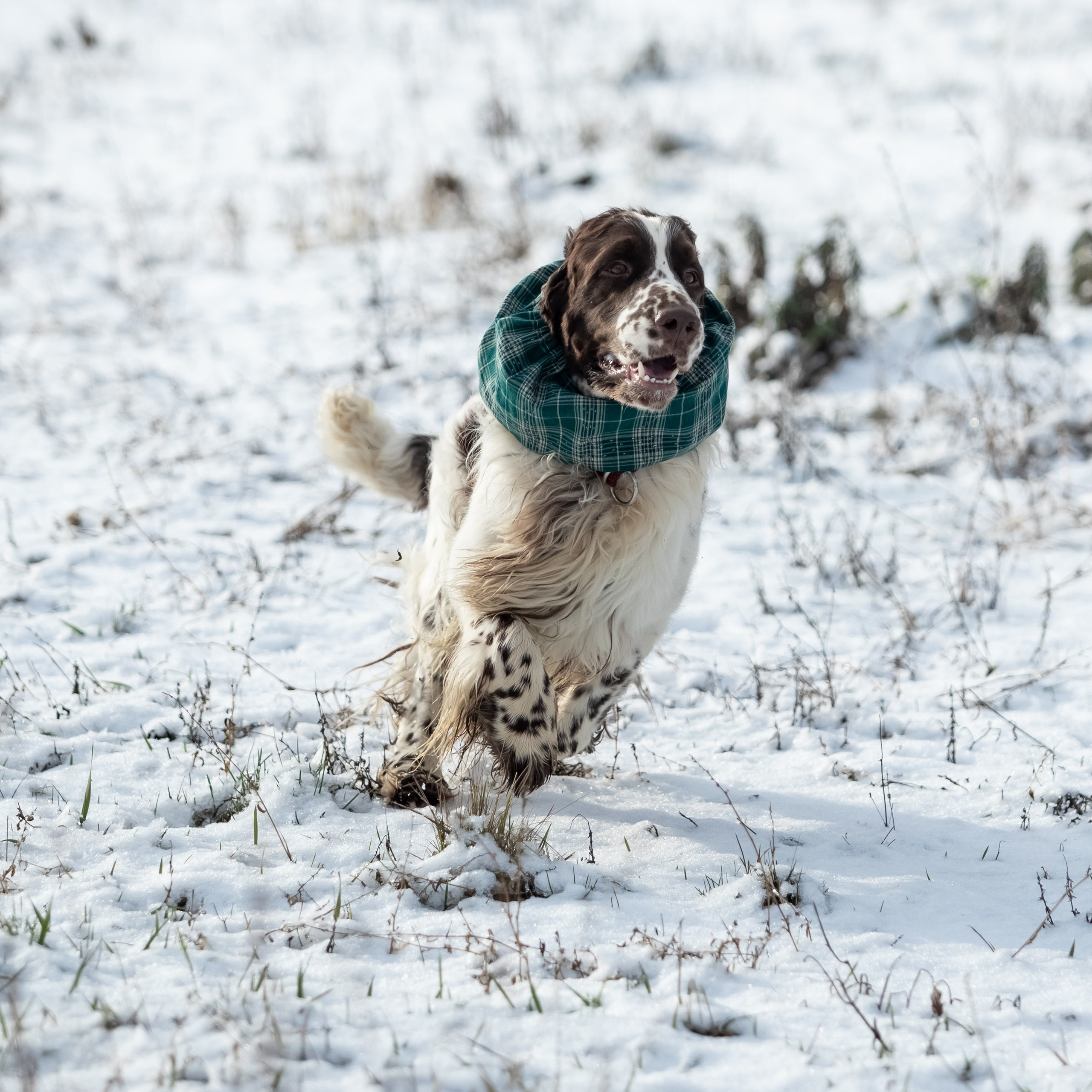 English Springer Spaniel male show movement