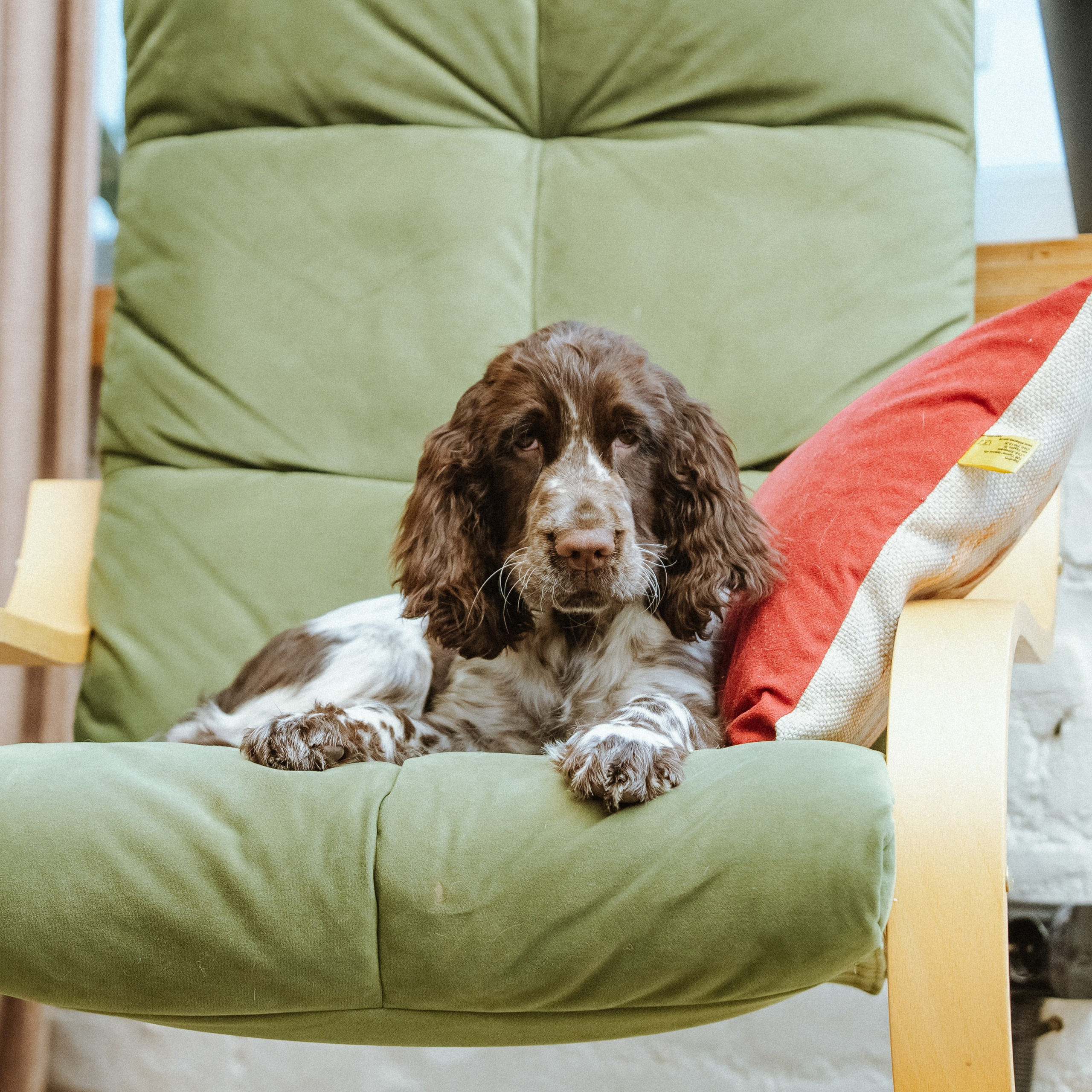 Our Female | International English Springer Spaniel Show Kennel. Website of the titled stud dog of the Springer Spaniel breed
