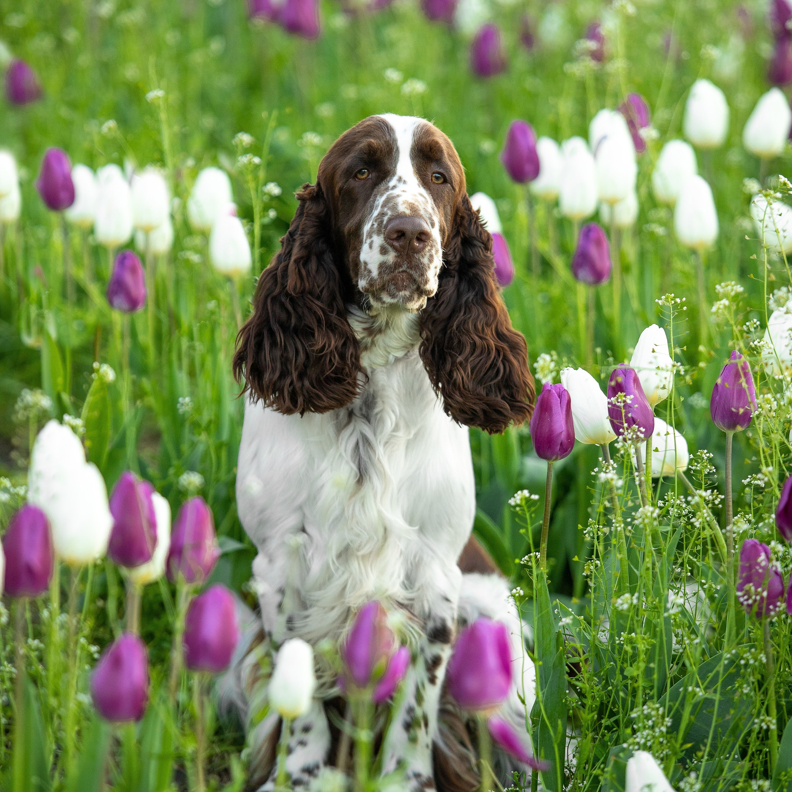 Gallery. Website of the titled stud dog of the Springer Spaniel breed