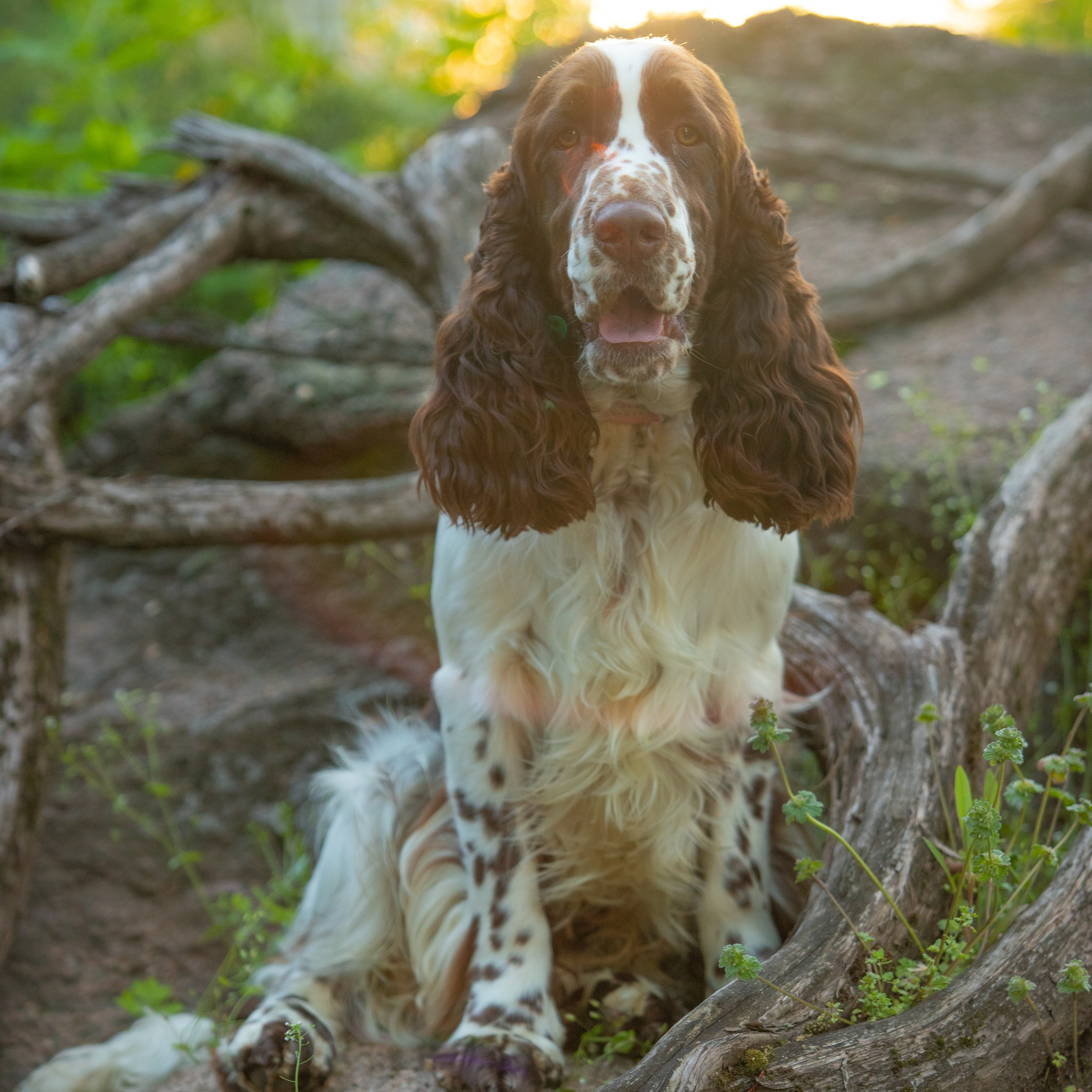Our Male | International English Springer Spaniel Show Kennel. Website of the titled stud dog of the Springer Spaniel breed
