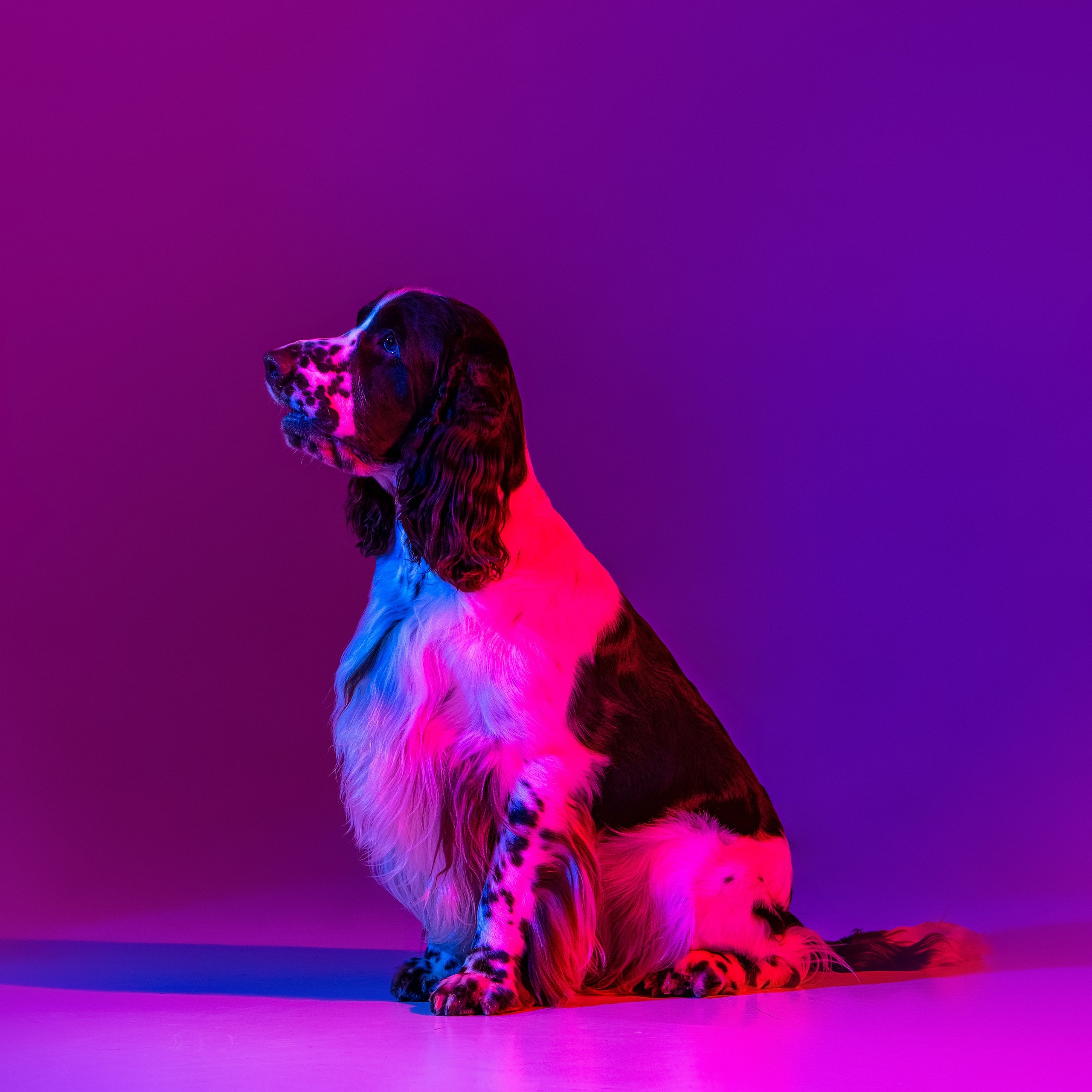 Our Male | International English Springer Spaniel Show Kennel. Website of the titled stud dog of the Springer Spaniel breed