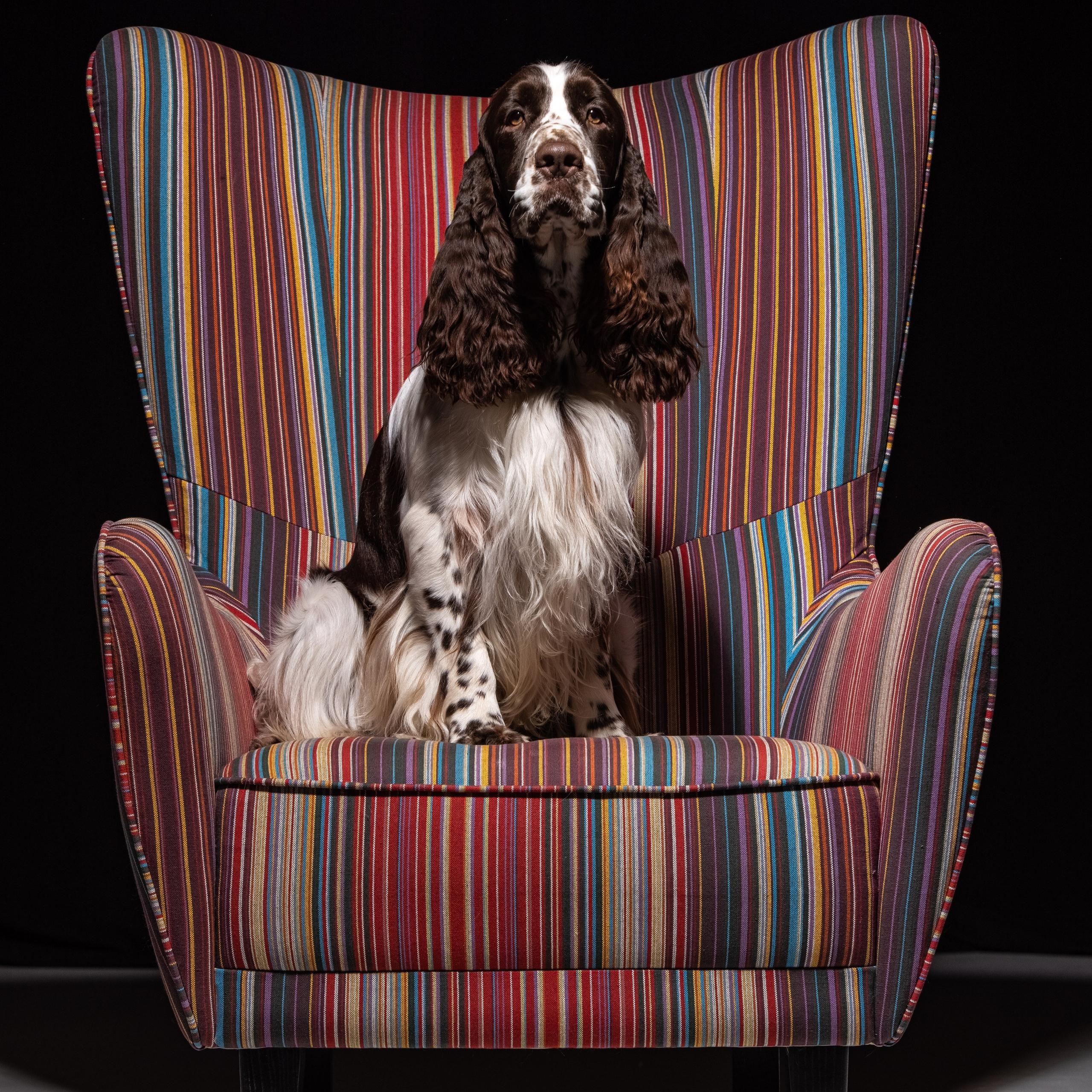 Our Male | International English Springer Spaniel Show Kennel. Website of the titled stud dog of the Springer Spaniel breed