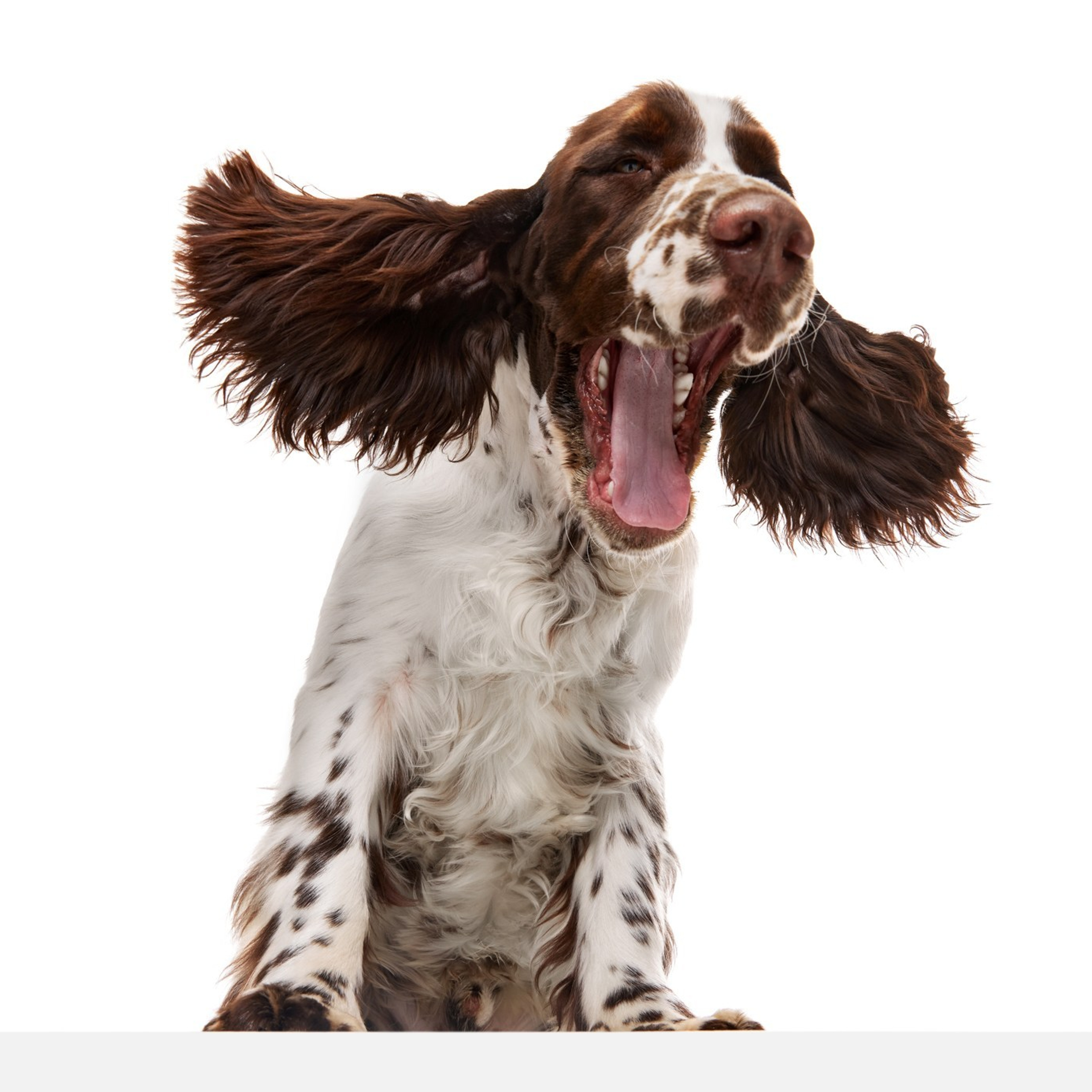 Our Male | International English Springer Spaniel Show Kennel. Website of the titled stud dog of the Springer Spaniel breed