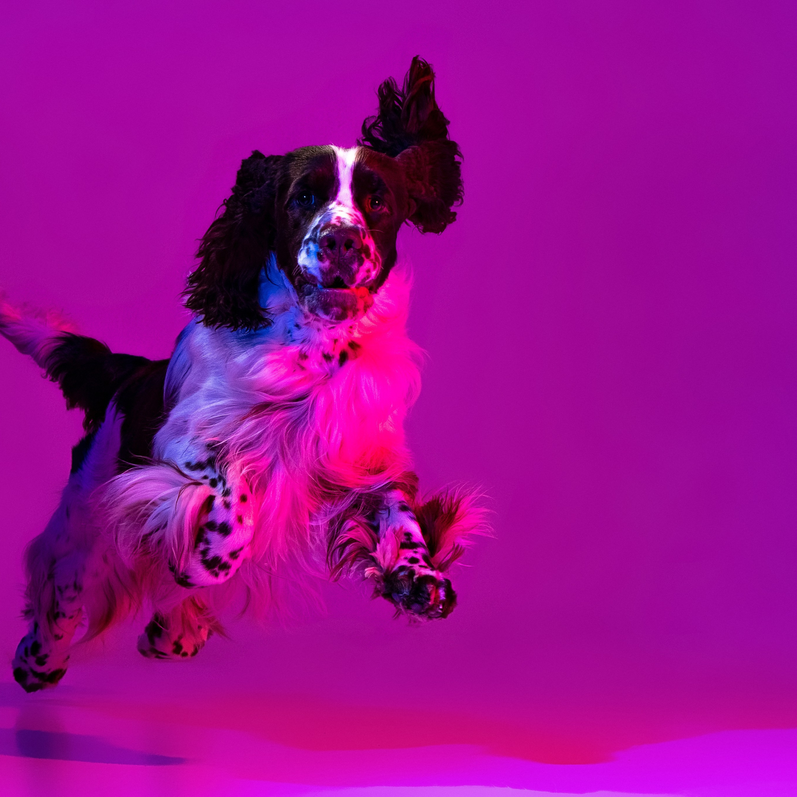 Our Male | International English Springer Spaniel Show Kennel. Website of the titled stud dog of the Springer Spaniel breed