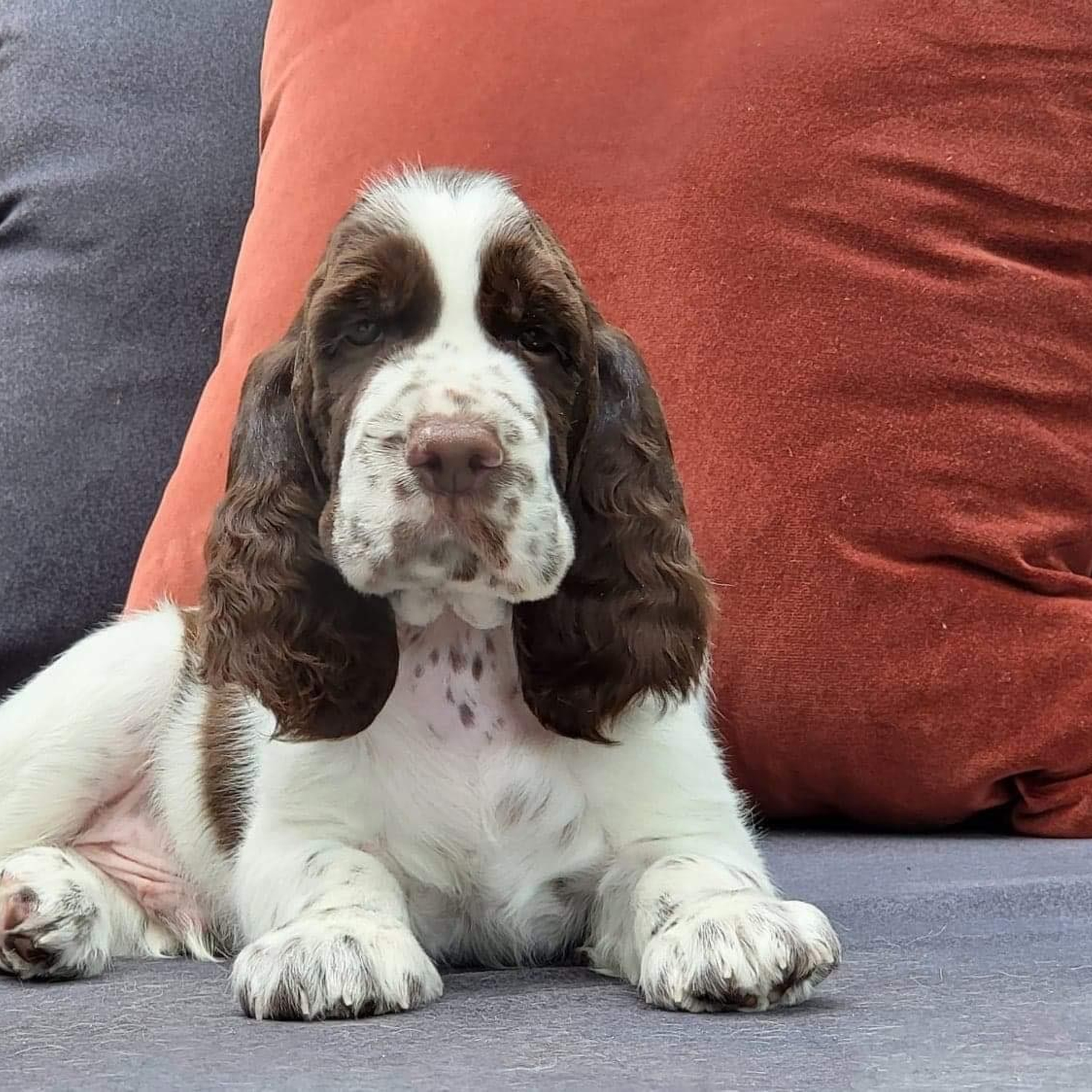 Our Male | International English Springer Spaniel Show Kennel. Website of the titled stud dog of the Springer Spaniel breed
