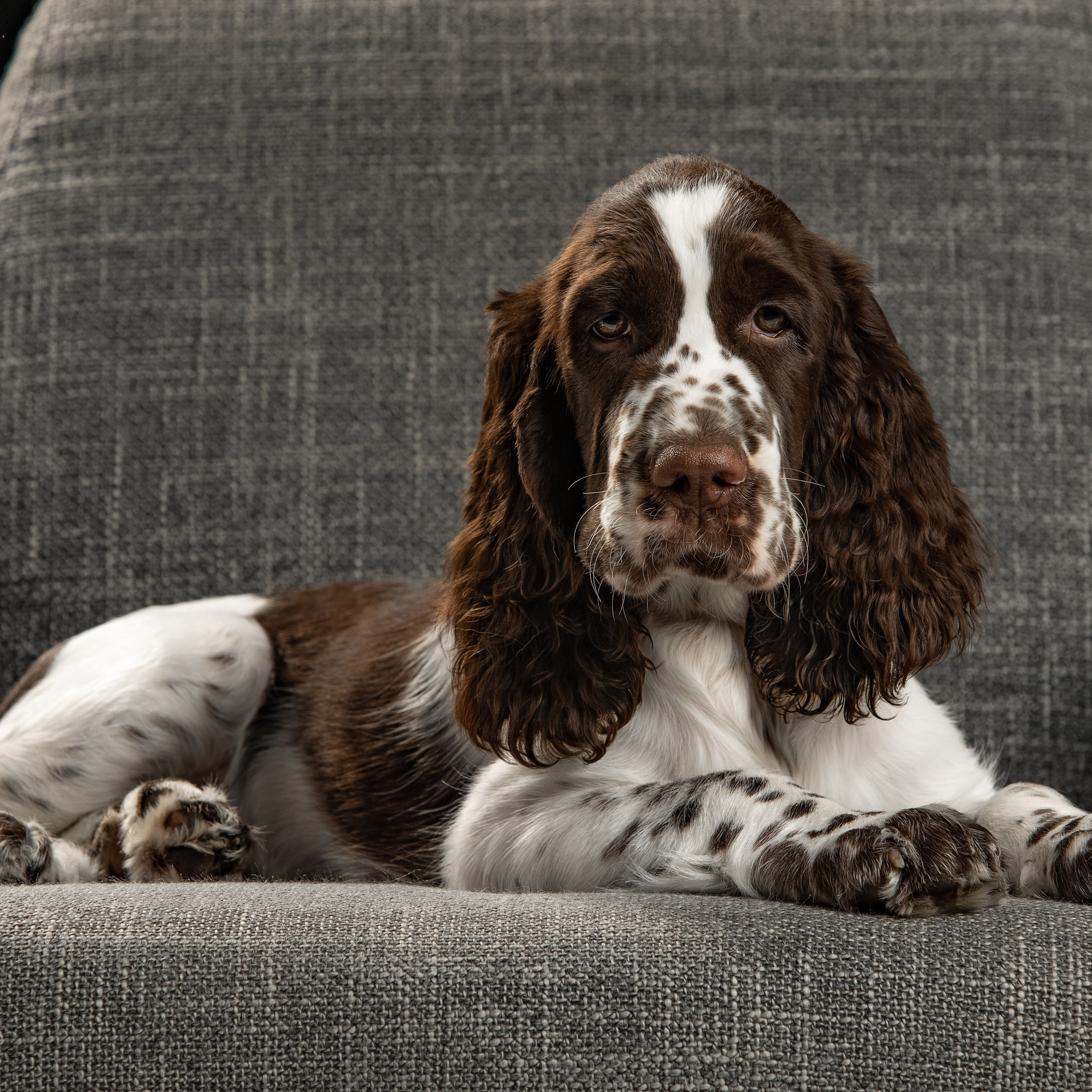 Our Male | International English Springer Spaniel Show Kennel. Website of the titled stud dog of the Springer Spaniel breed