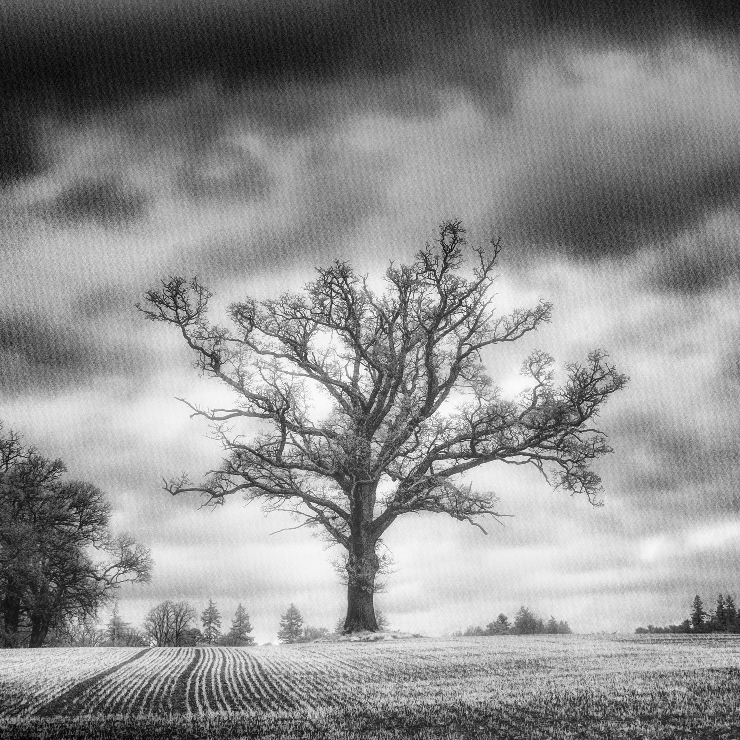Trees