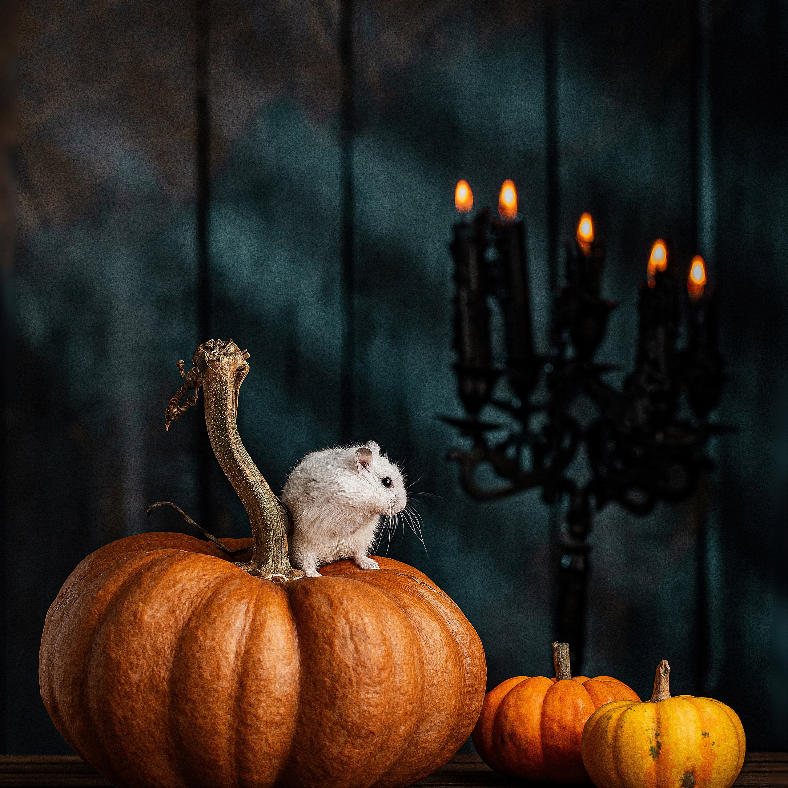 Sosial media üçün foto kontent