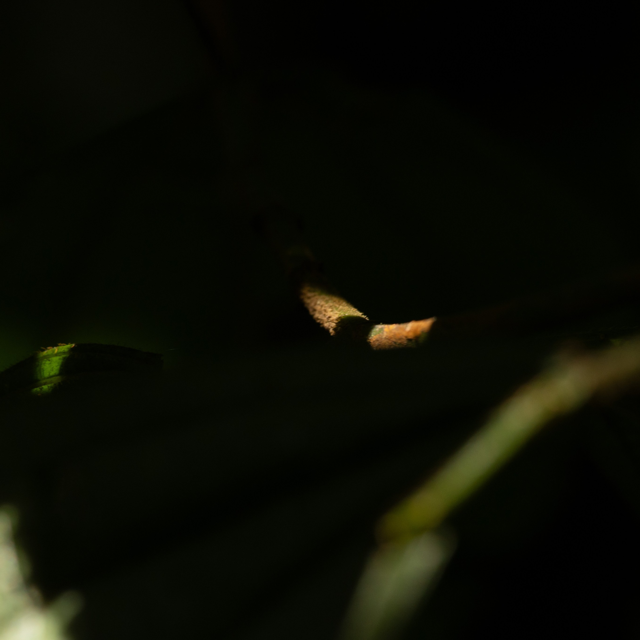 Natureza