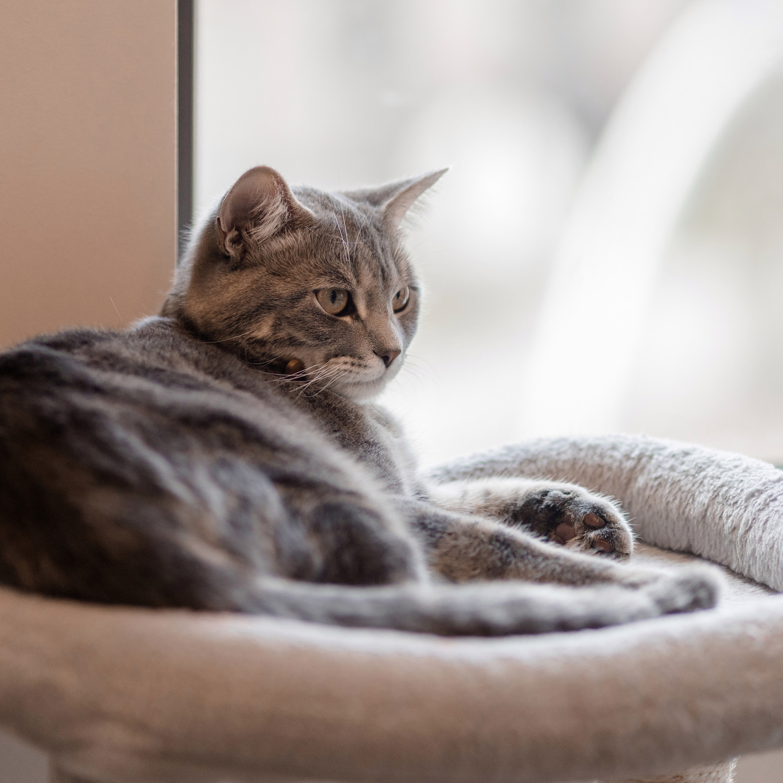 Reviews. Family and children’s photographer in Chicago