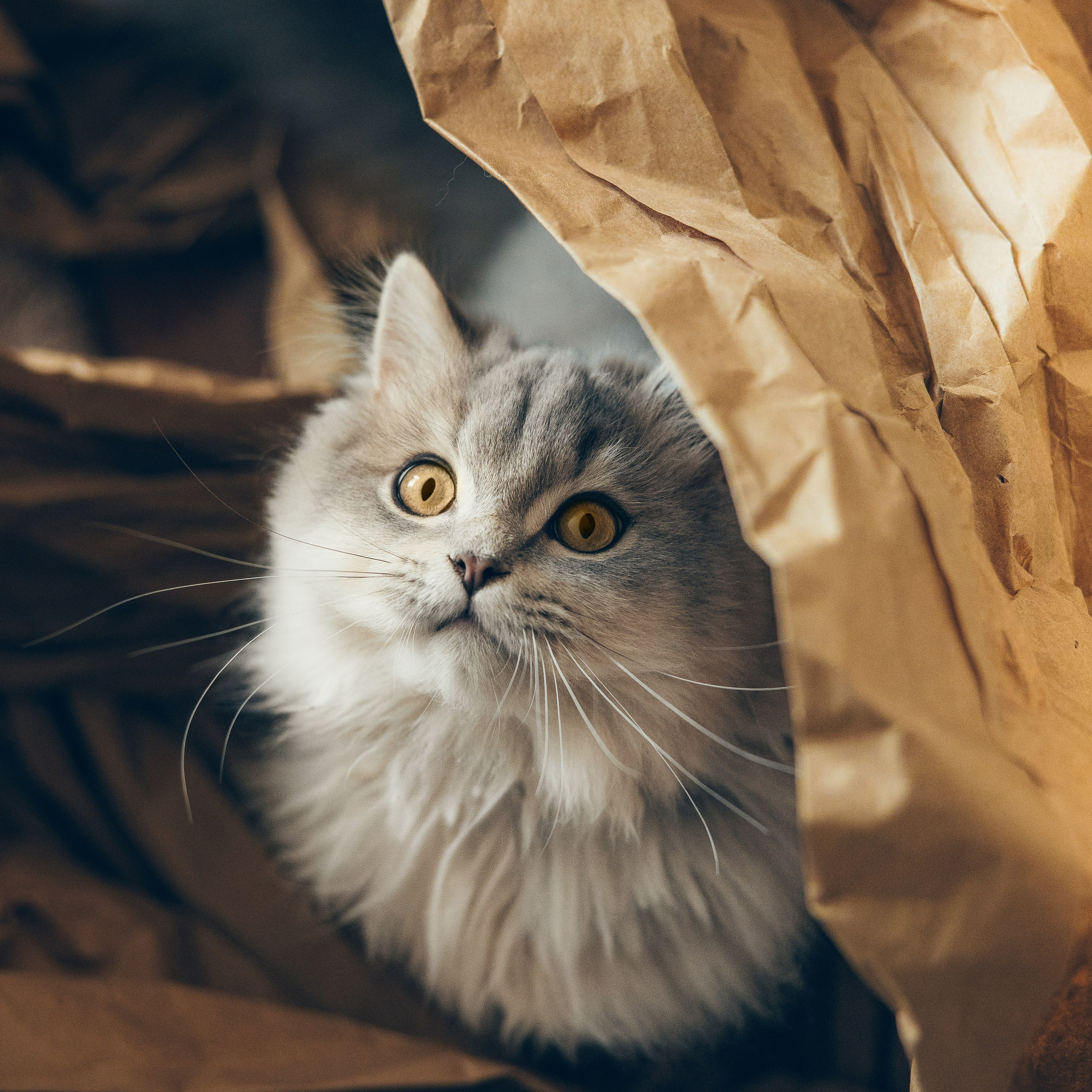 Cat Mars