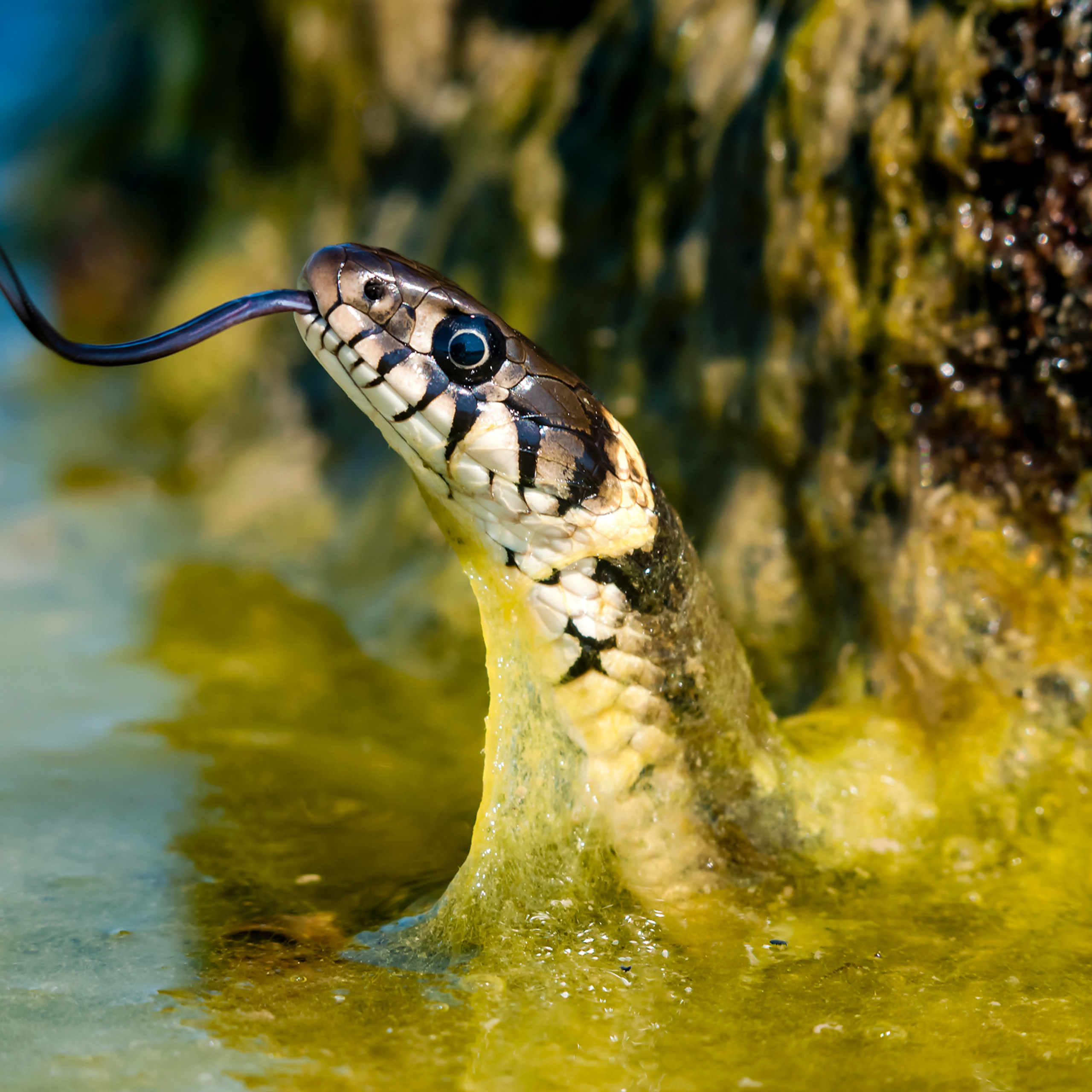 Wildlife. Дикая жизнь. Metsloomad.