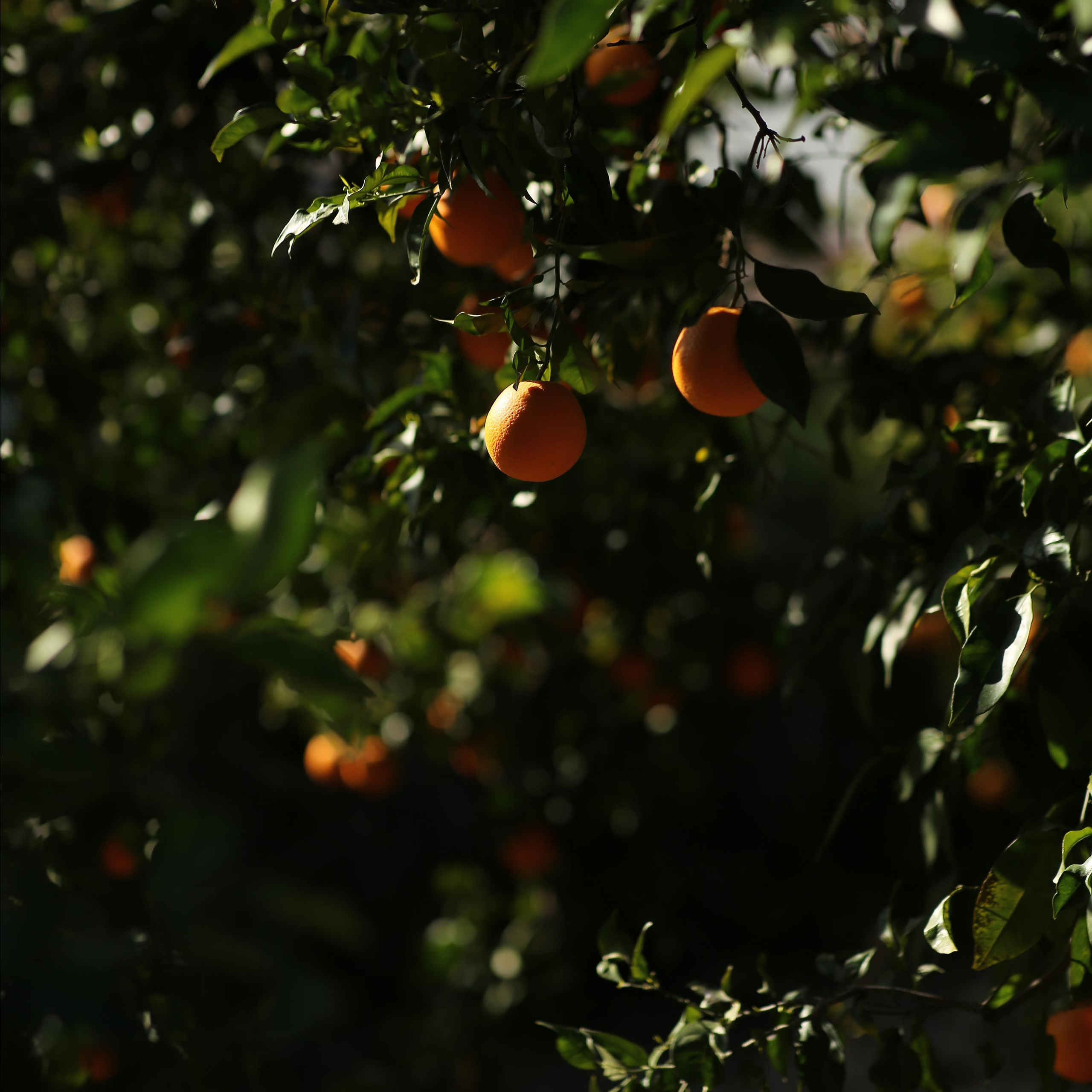 Отзывы о фотографе Алсу Девели. Alsu Develi, Photographer in Turkey, Alanya, Side, Belek, Antalya, Kemer, Turkiye. Photoshooting in Alanya. Photosession in Belek, Side