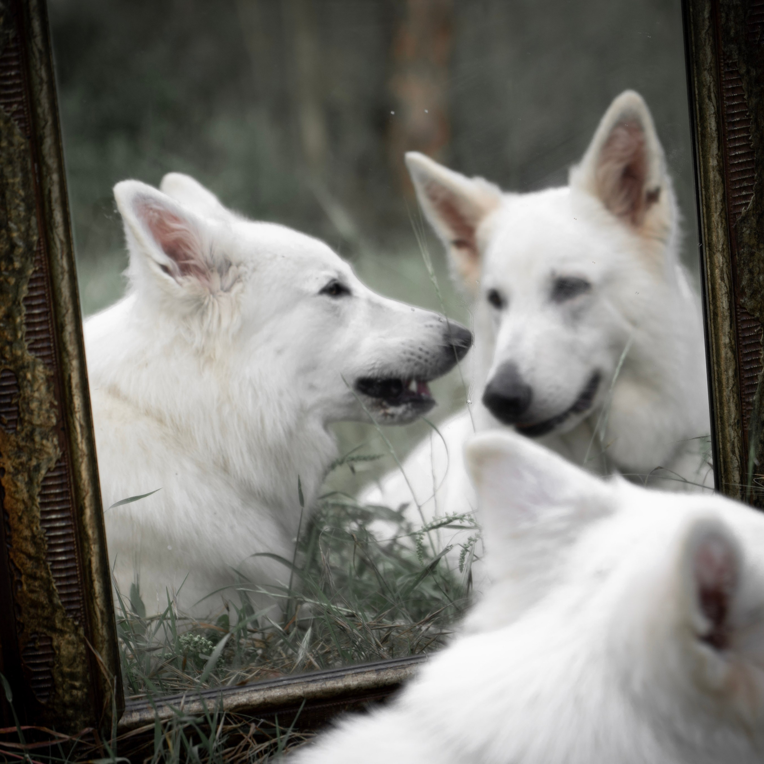 Шельга и Шегги