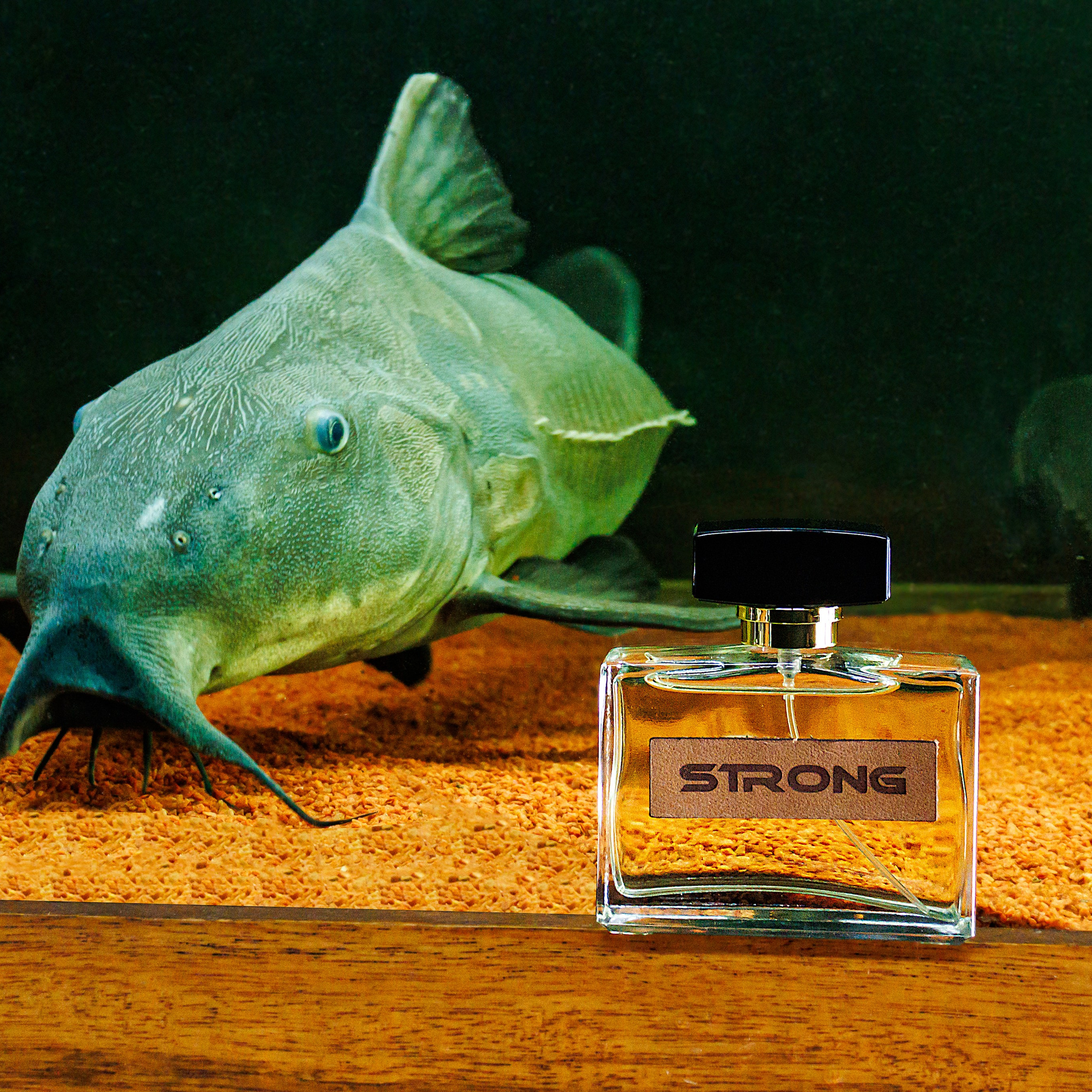 Fotografia de Produtos